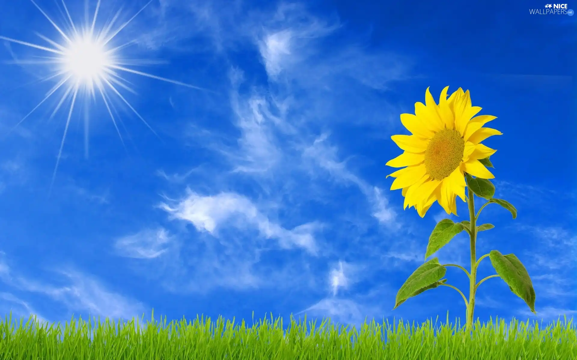 grass, Sky, Sunflower