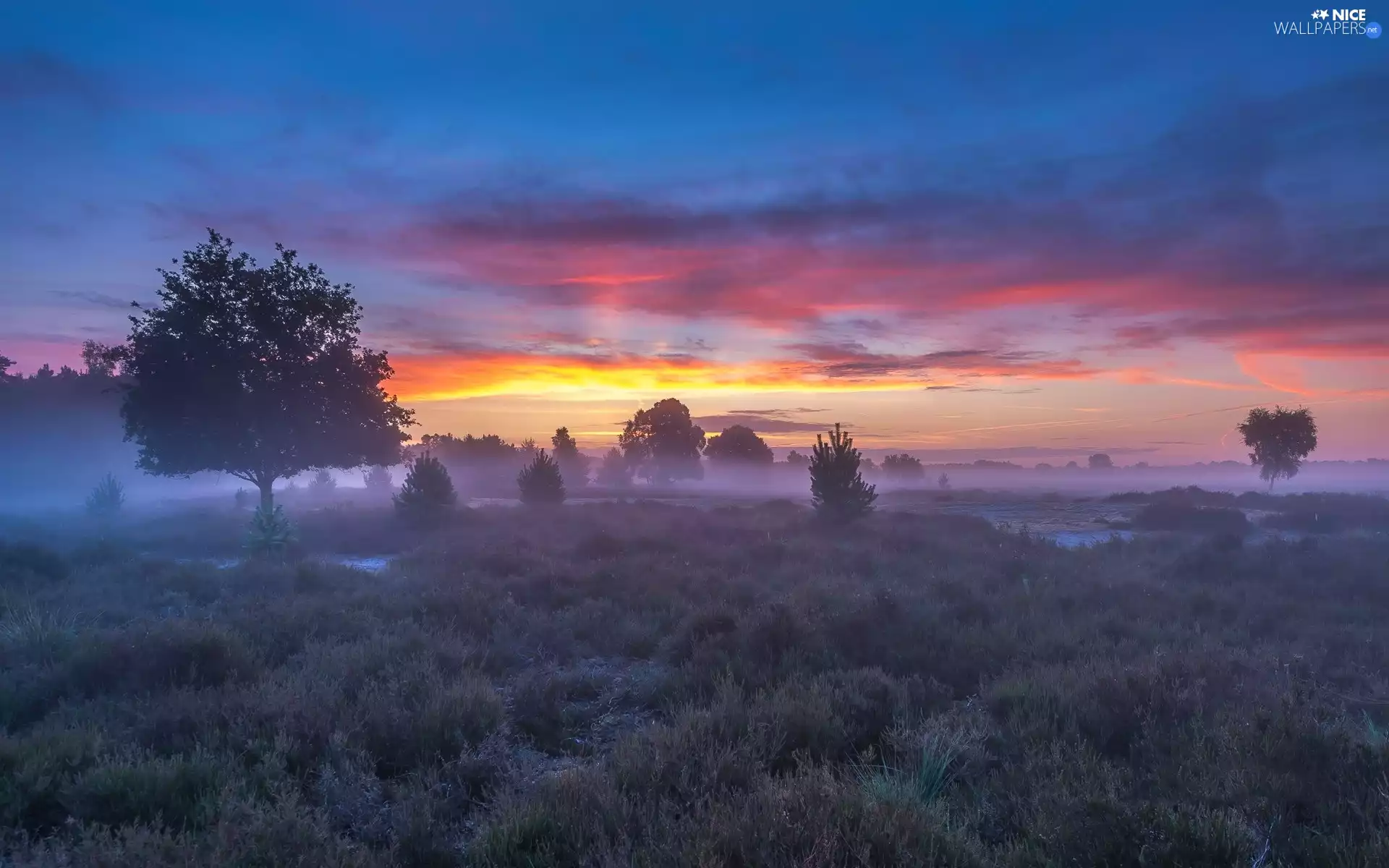 trees, viewes, Sunrise, clouds, Bush, Fog, heath, grass