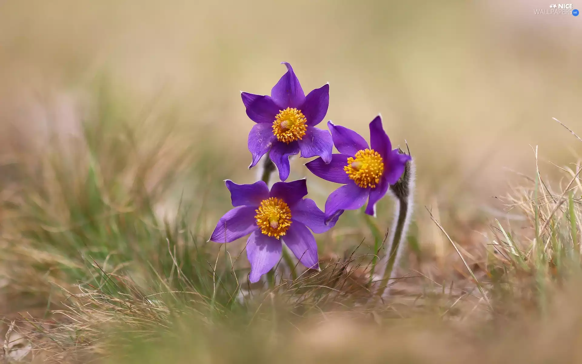 pasque, grass, Three, purple, Flowers