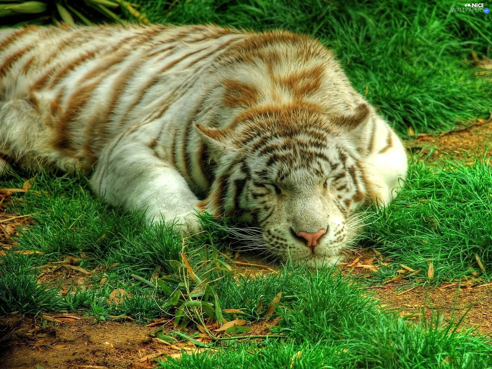 grass, sleepy, tiger