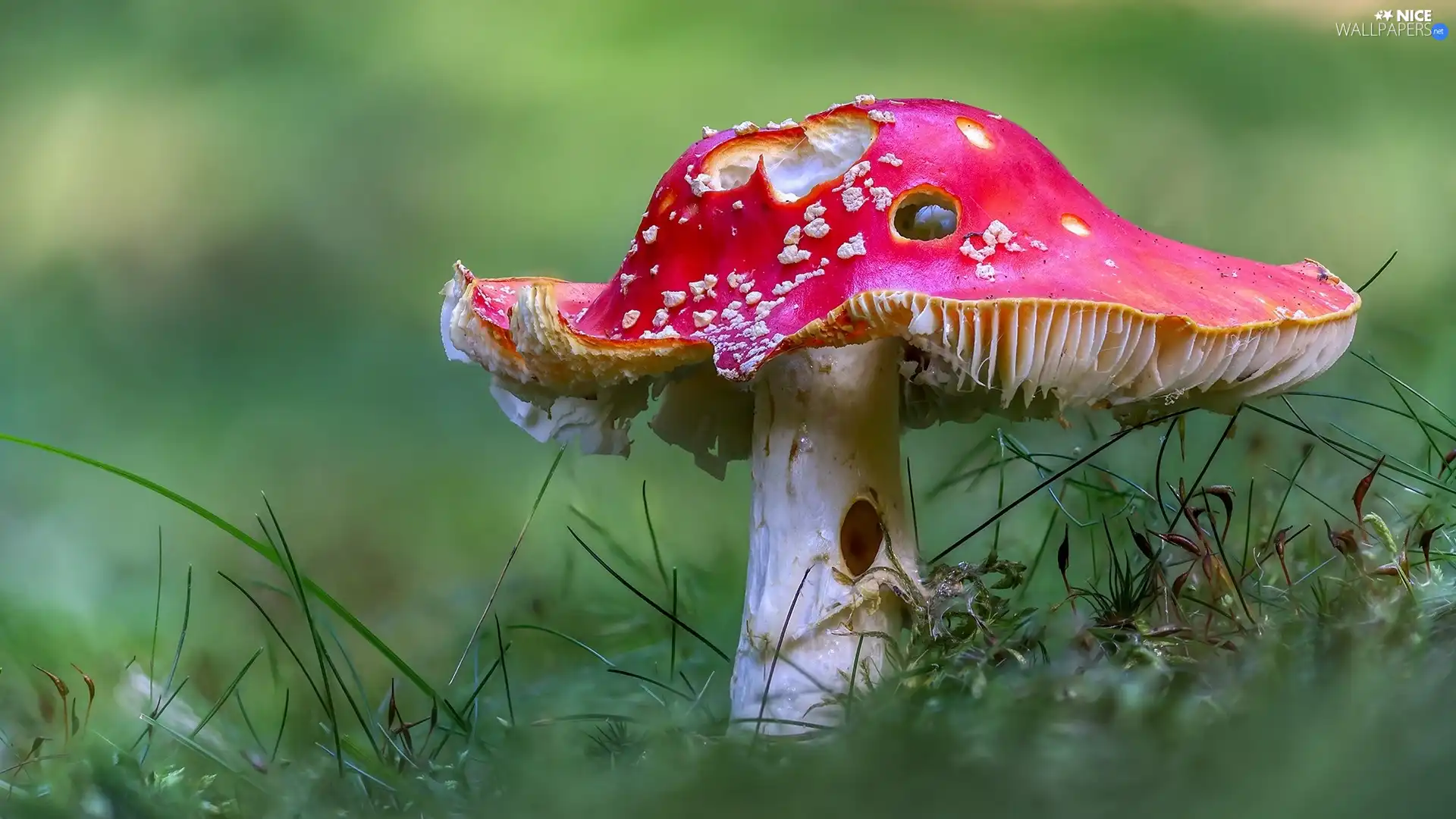 blur, grass, toadstool, rapprochement, Mushrooms