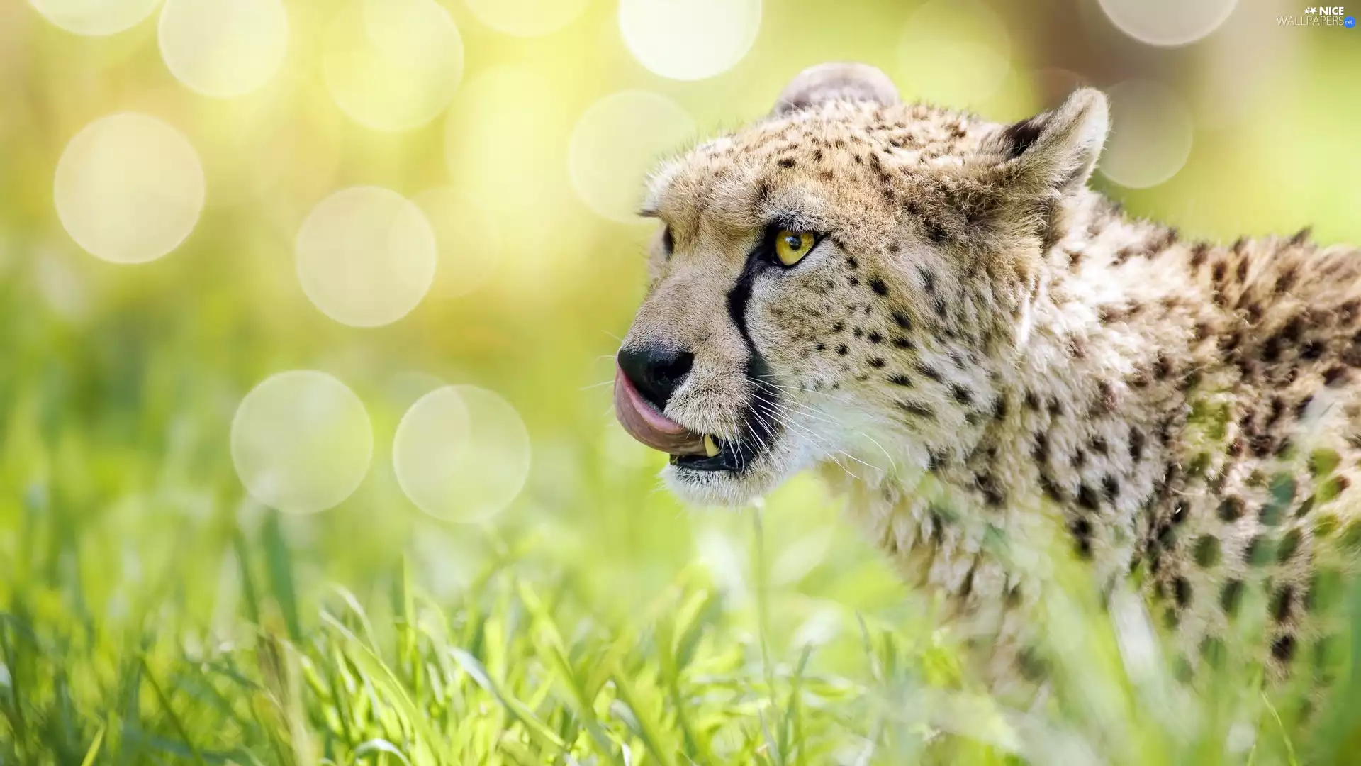 grass, Cheetah, tongue