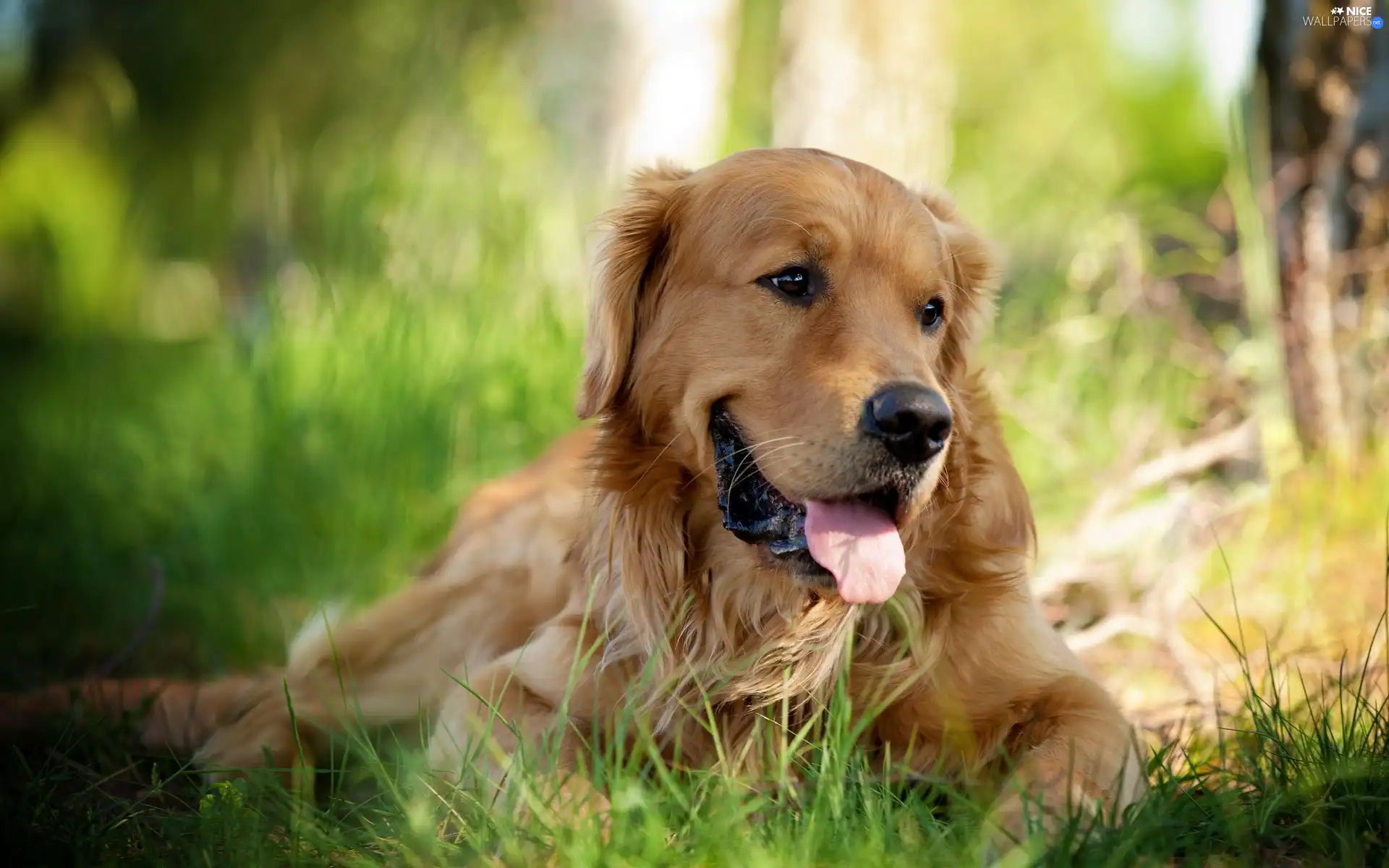 grass, dog, Tounge