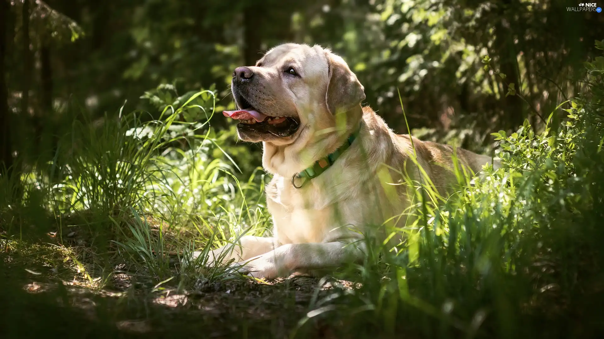 dog, grass, Tounge, Labrador Retriever