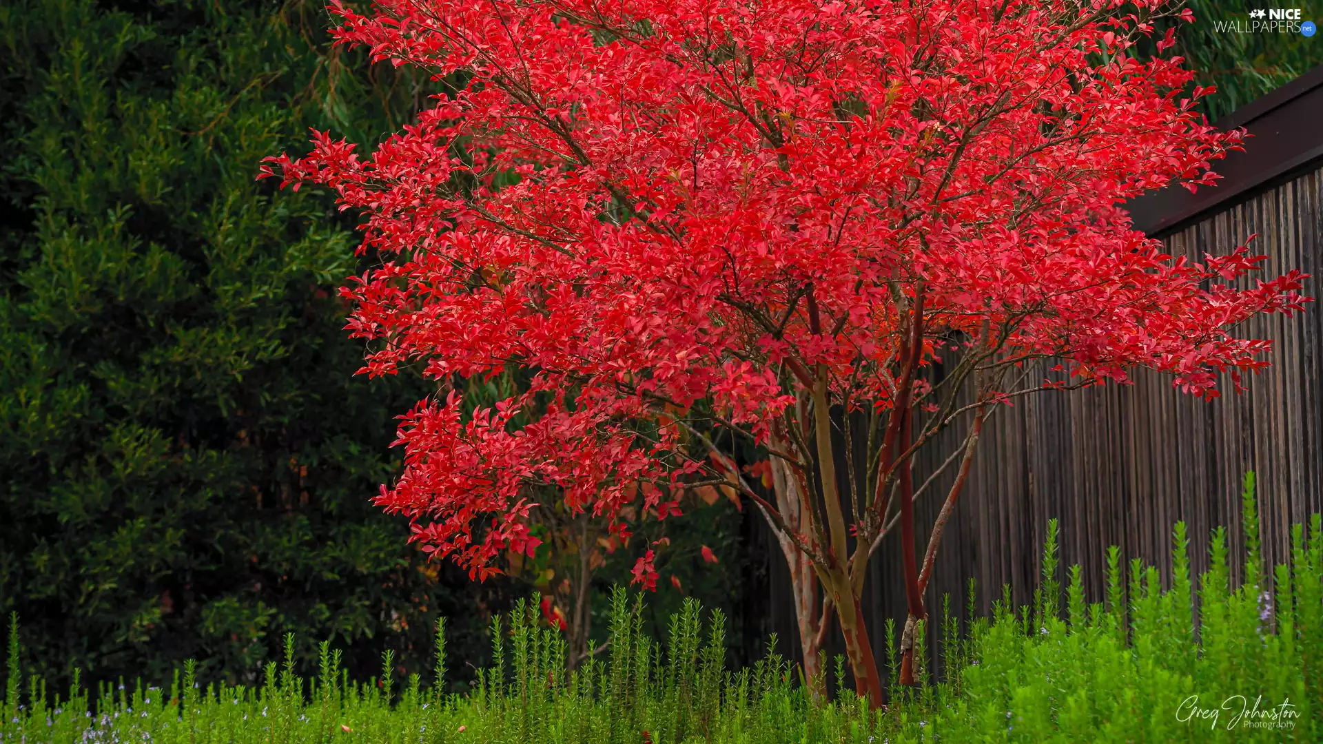 Red, grass, trees, Leaf, autumn