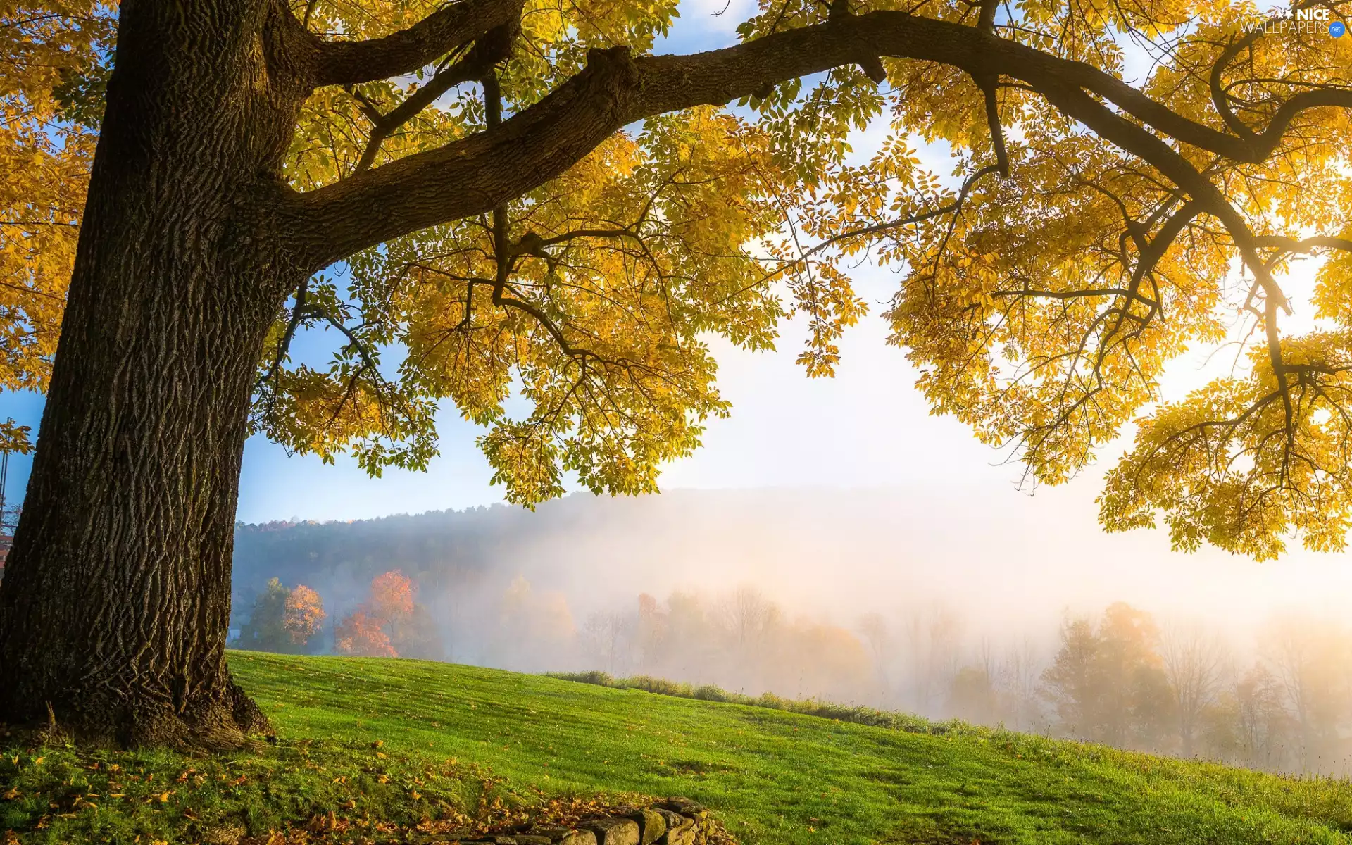 Fog, grass, trees, viewes, autumn