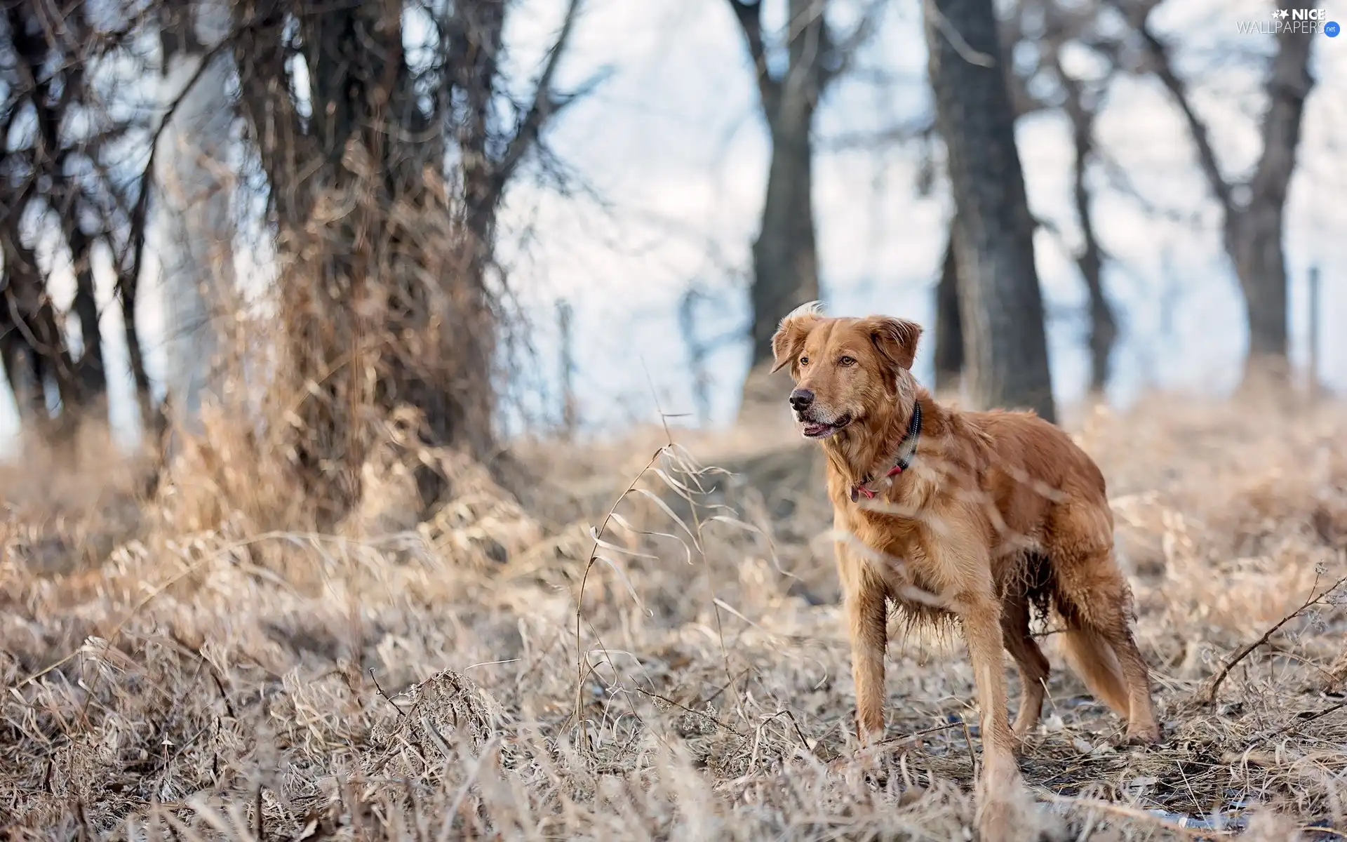 dry, grass, trees, viewes, dog