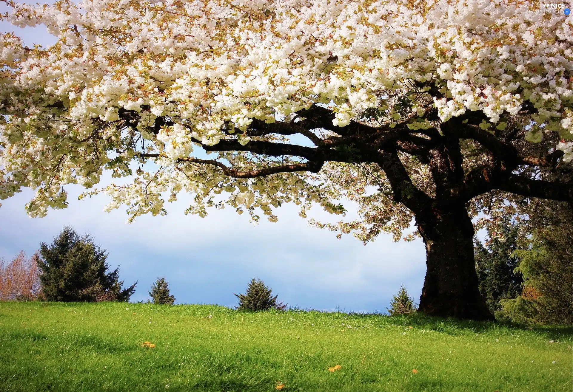 grass, flourishing, trees