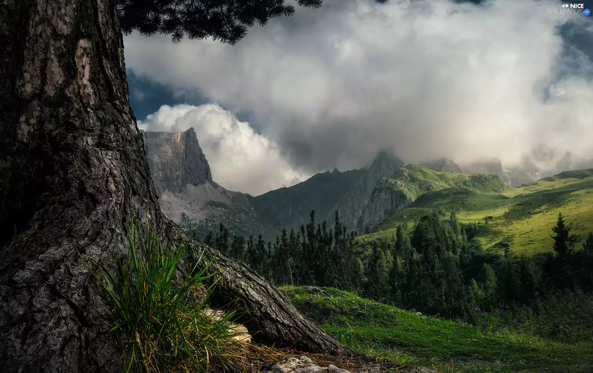 viewes, Mountains, Flowers, grass, clouds, trees