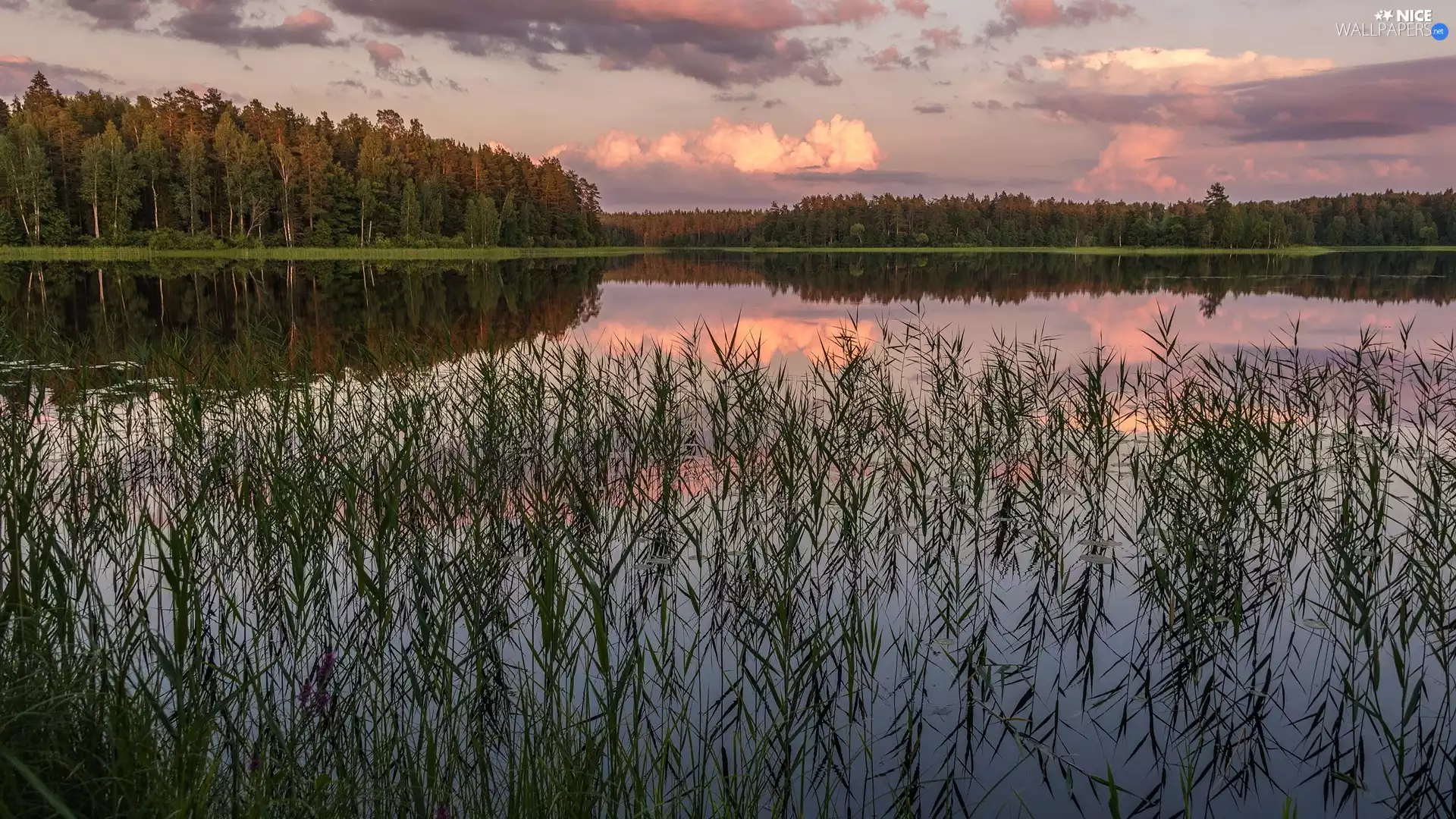 Plants, grass, trees, viewes, lake