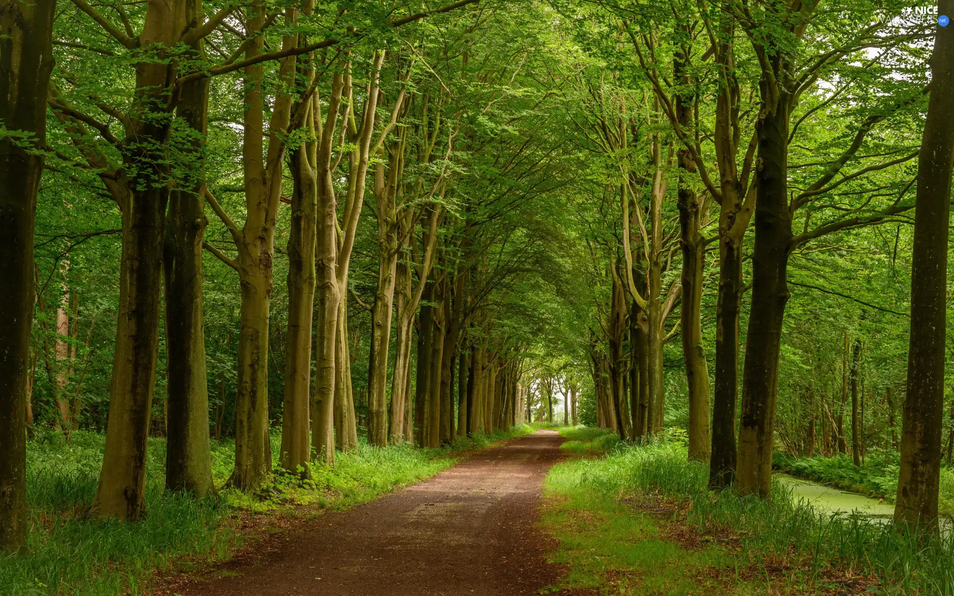 forest, grass, trees, viewes, Way