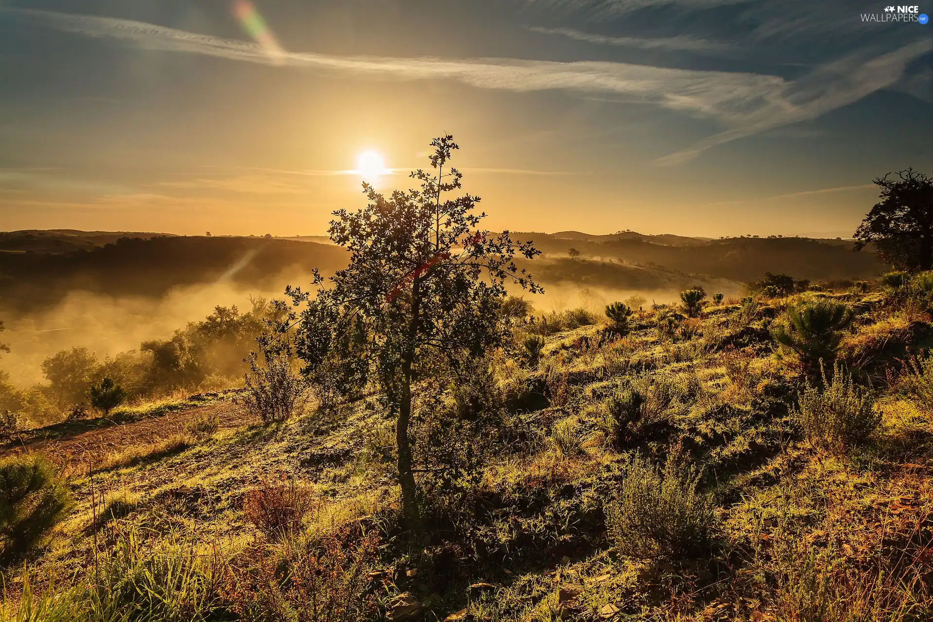 grass, trees, sun, Fog, west