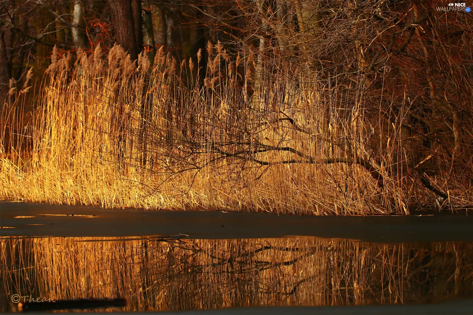 grass, lake, viewes, early spring, trees, melting