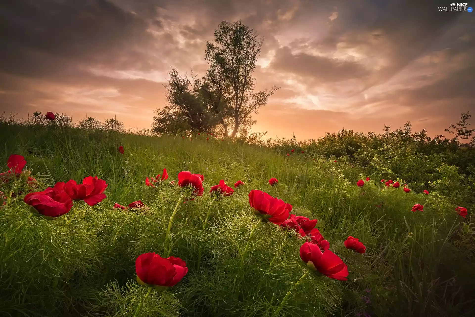 Bush, Peonies, viewes, grass, Flowers, trees, clouds