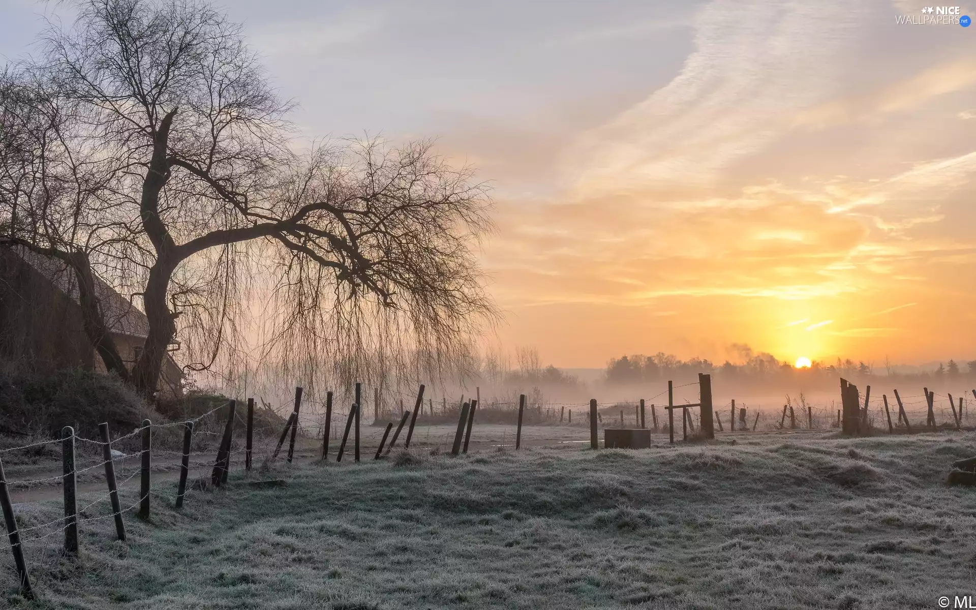 trees, country, fence, viewes, medows, Sunrise, grass, Way, house, frosted, Fance