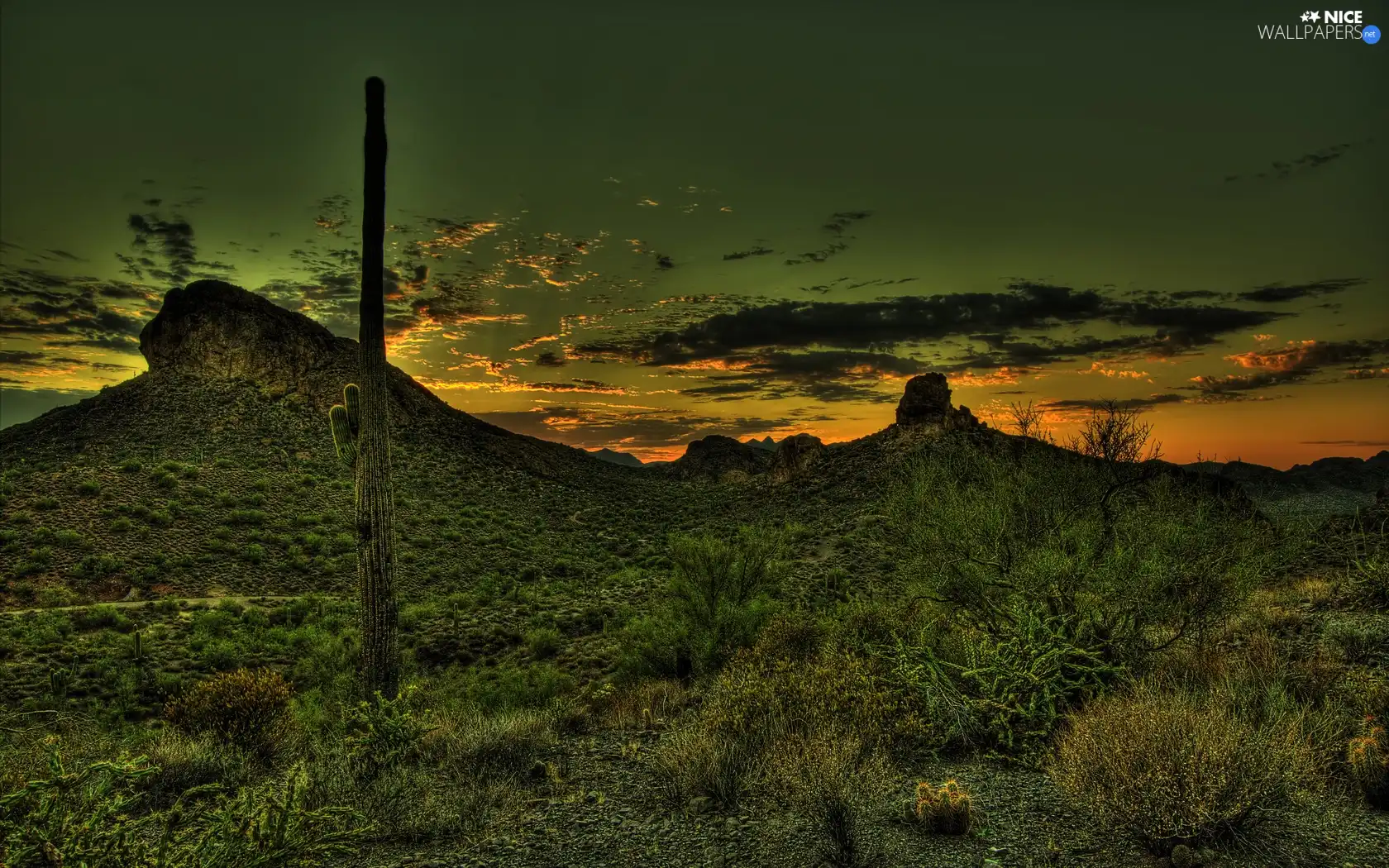 west, Cactus, grass, sun