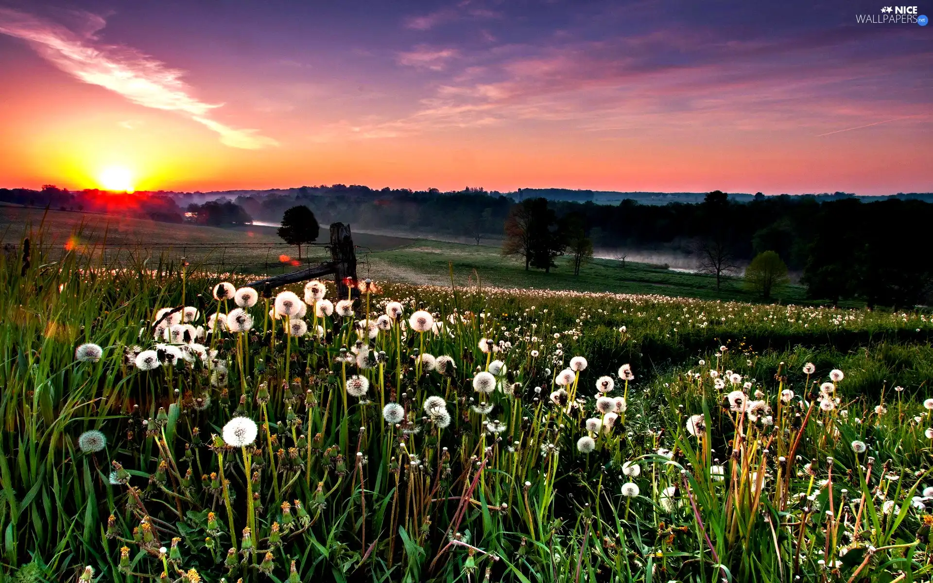 west, dandelions, grass, sun