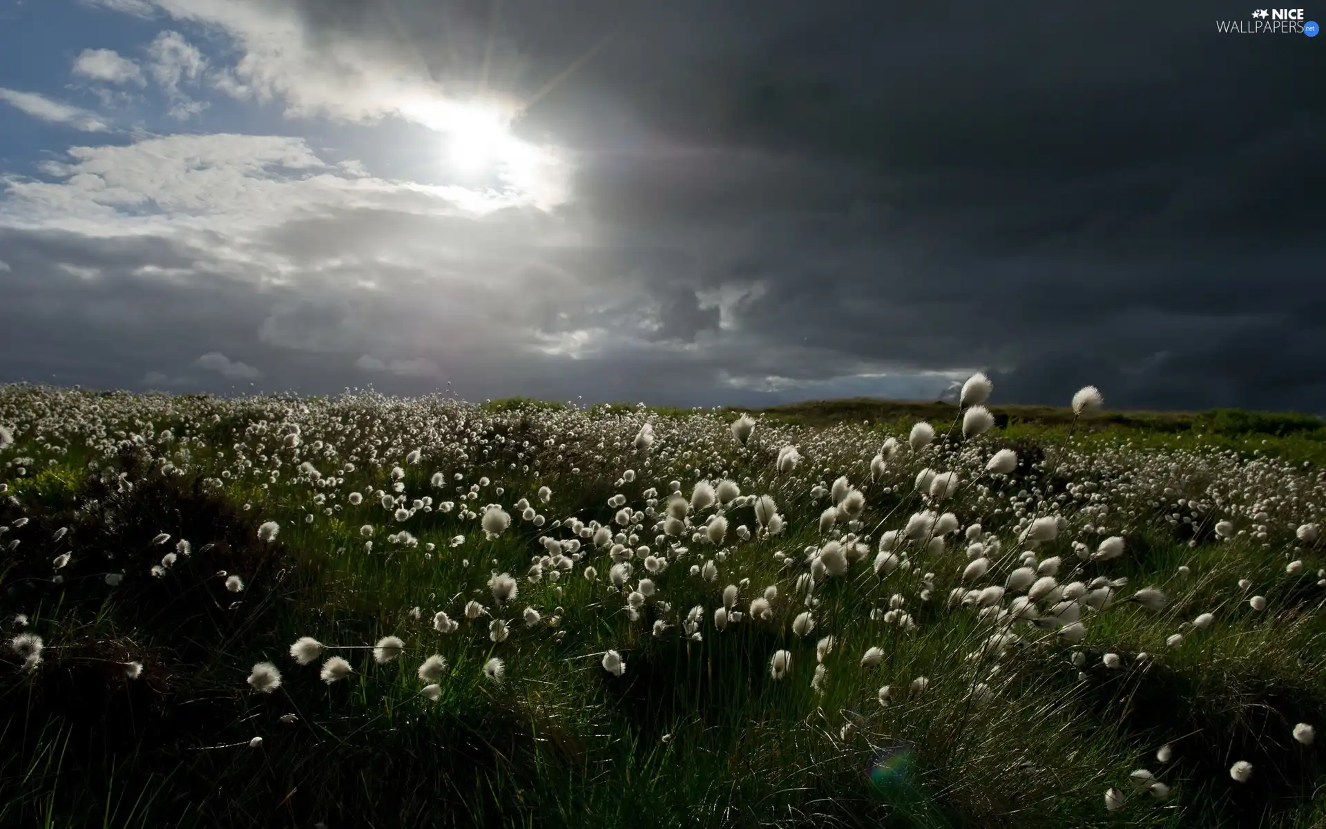 west, Meadow, grass, sun