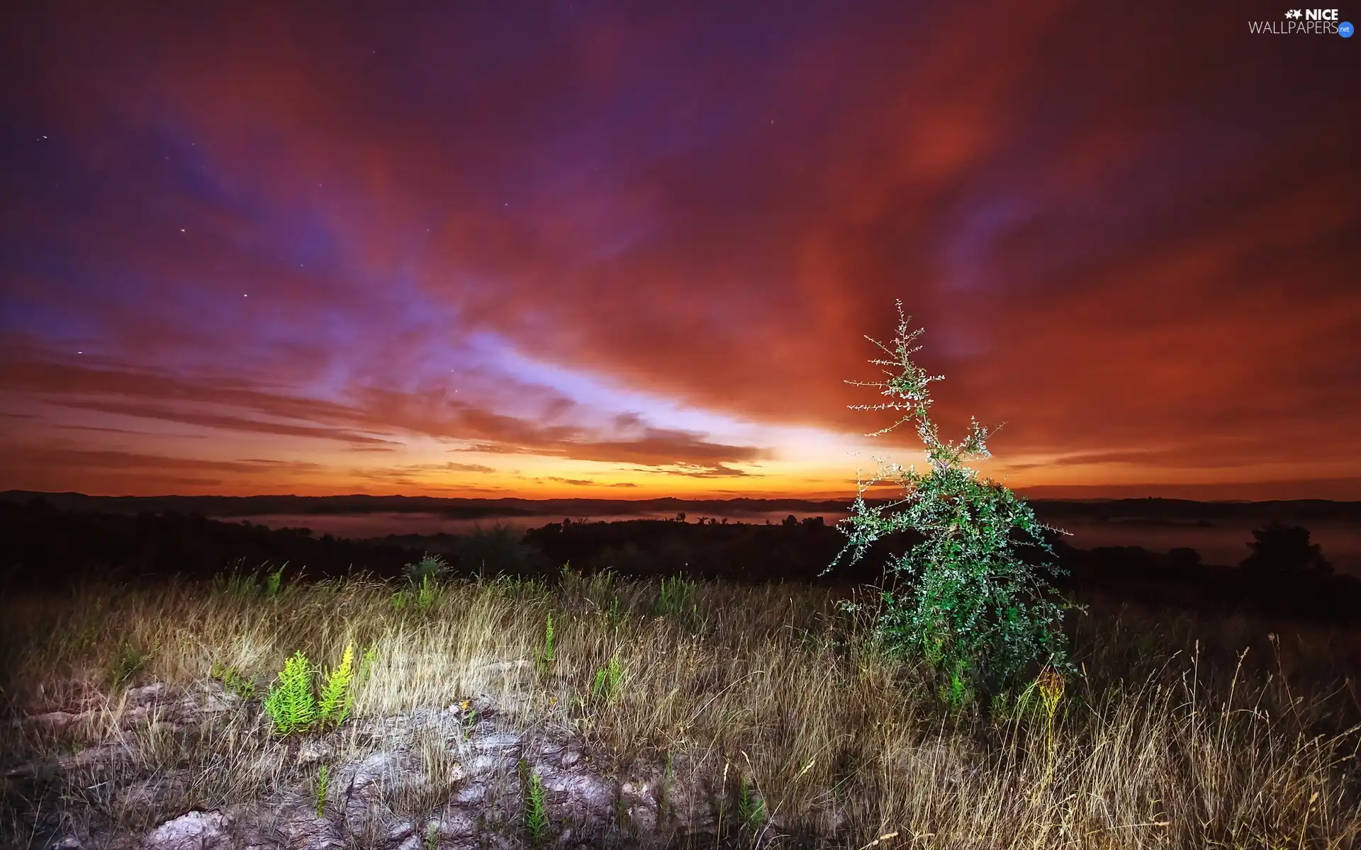 west, sapling, grass, sun