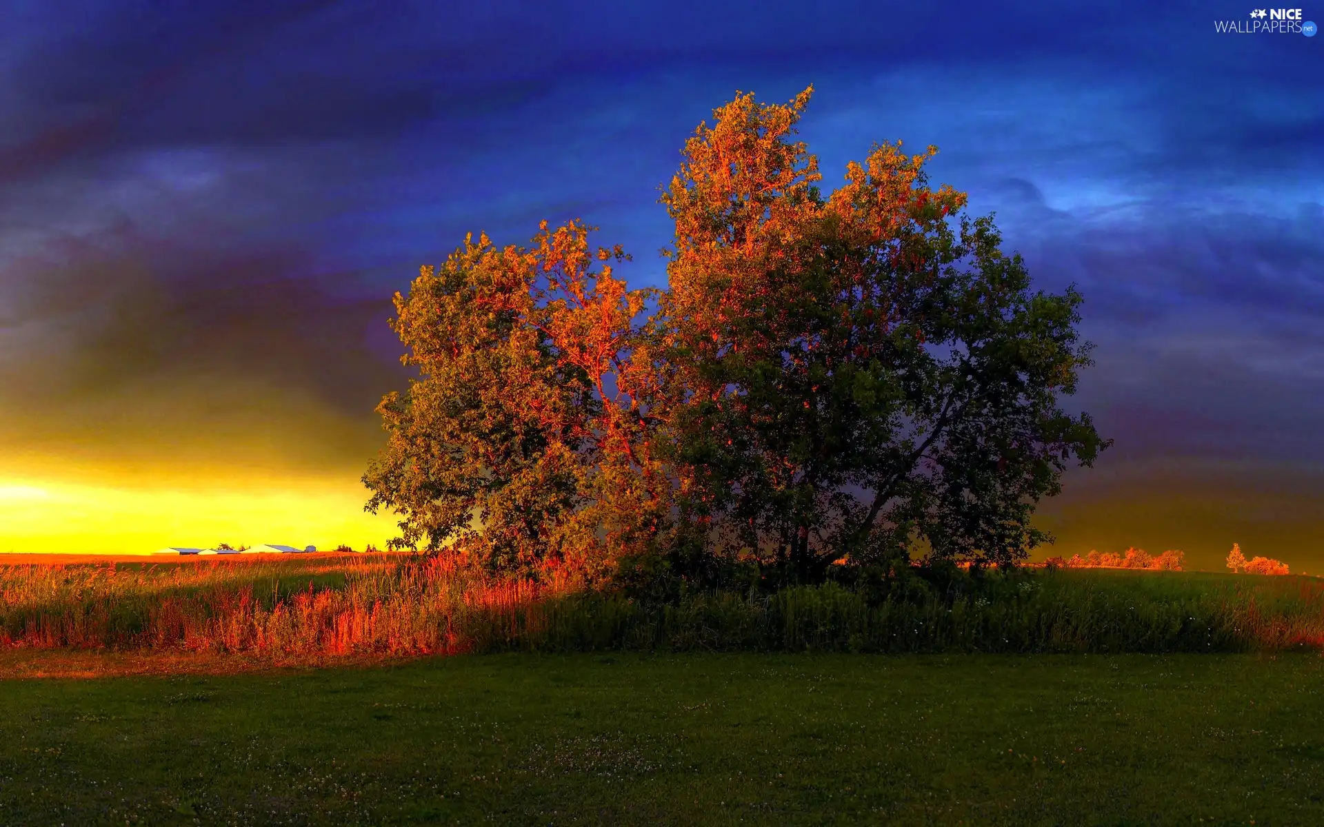 west, trees, grass, sun