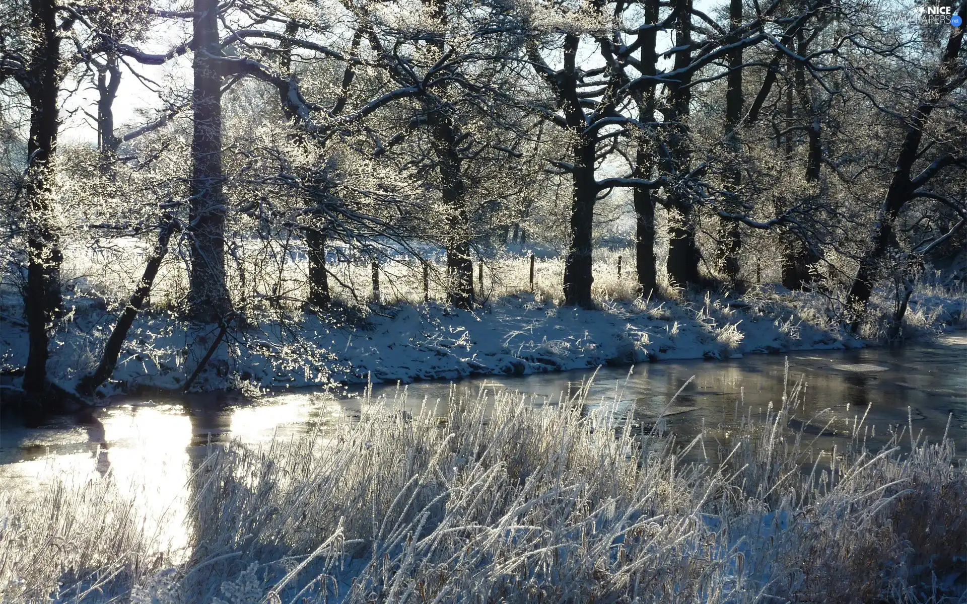 grass, winter, trees, viewes, River