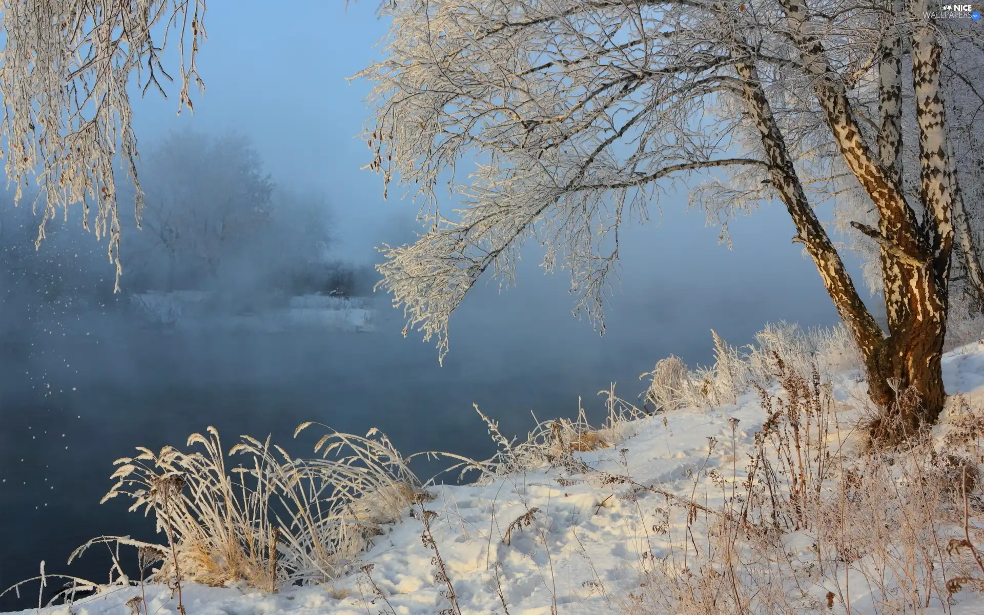 grass, winter, Fog, birch-tree, River