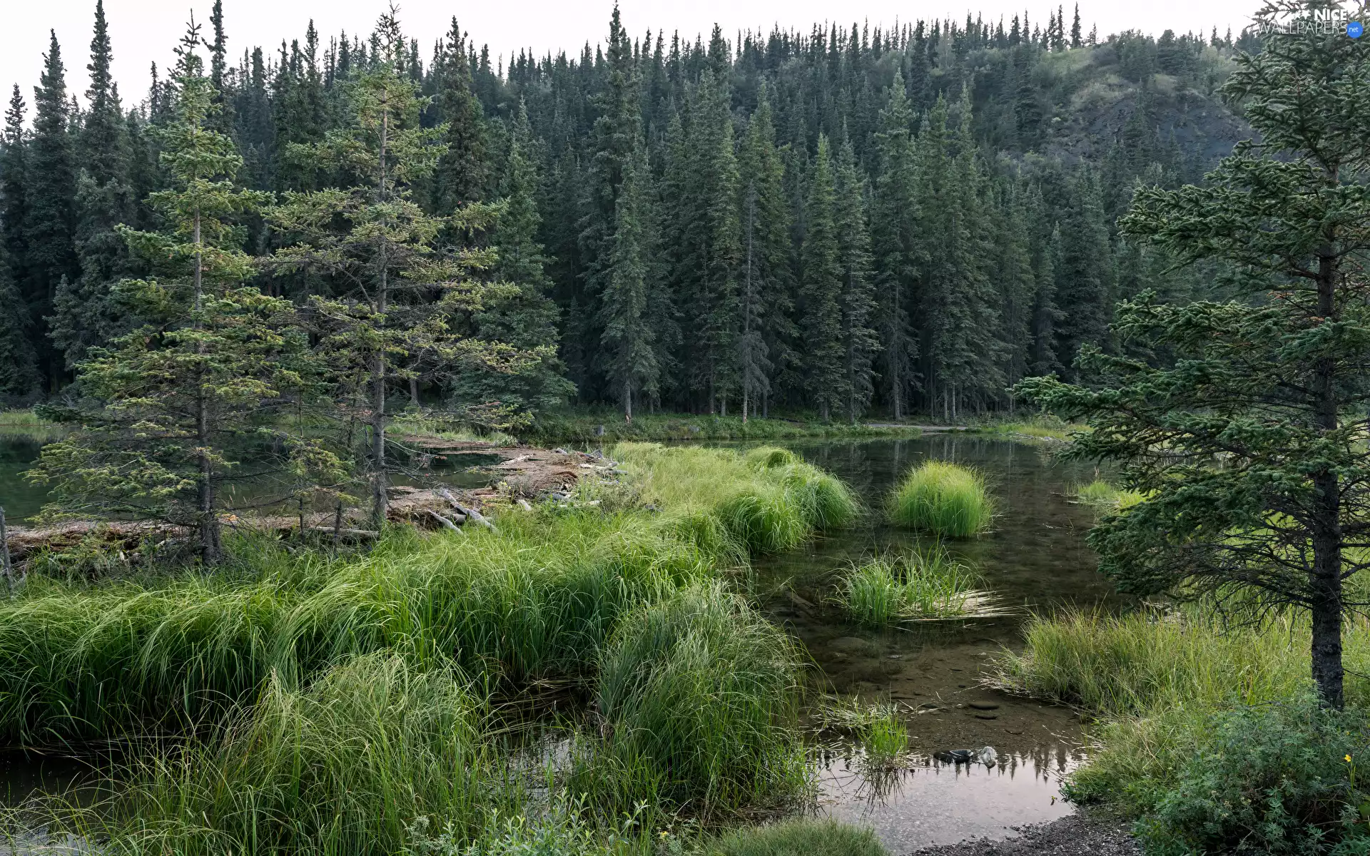 trees, lake, woods, grass, viewes, green ones