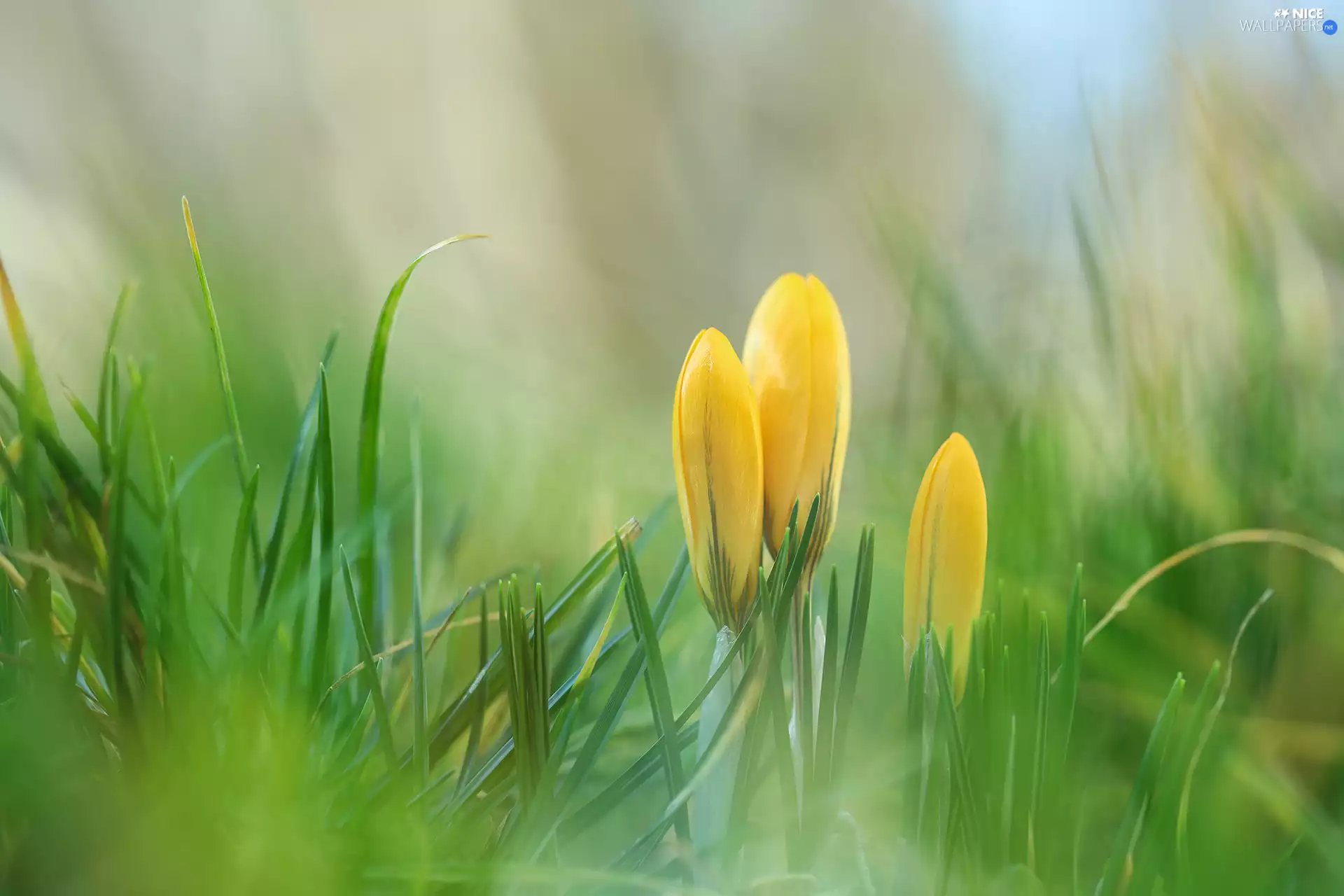 crocuses, Three, Flowers, grass, Buds, Yellow