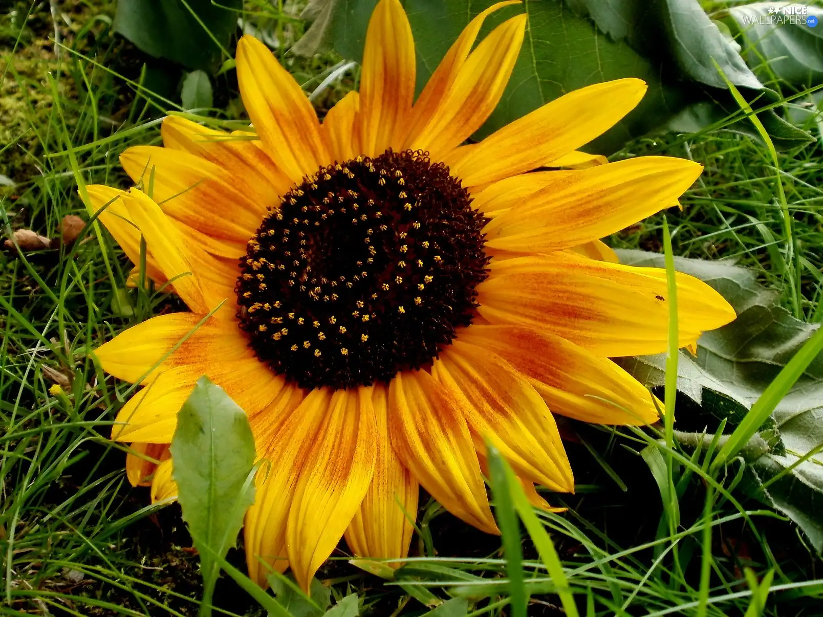 grass, Sunflower, Yellow