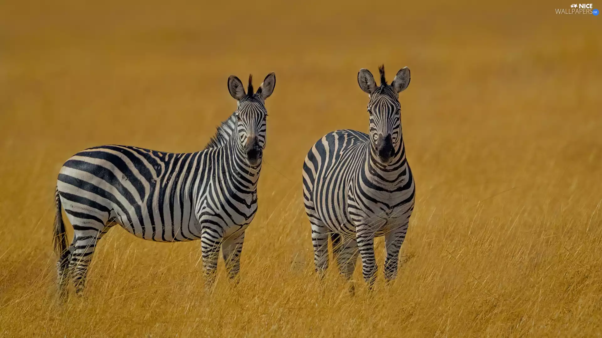 grass, Two, zebra