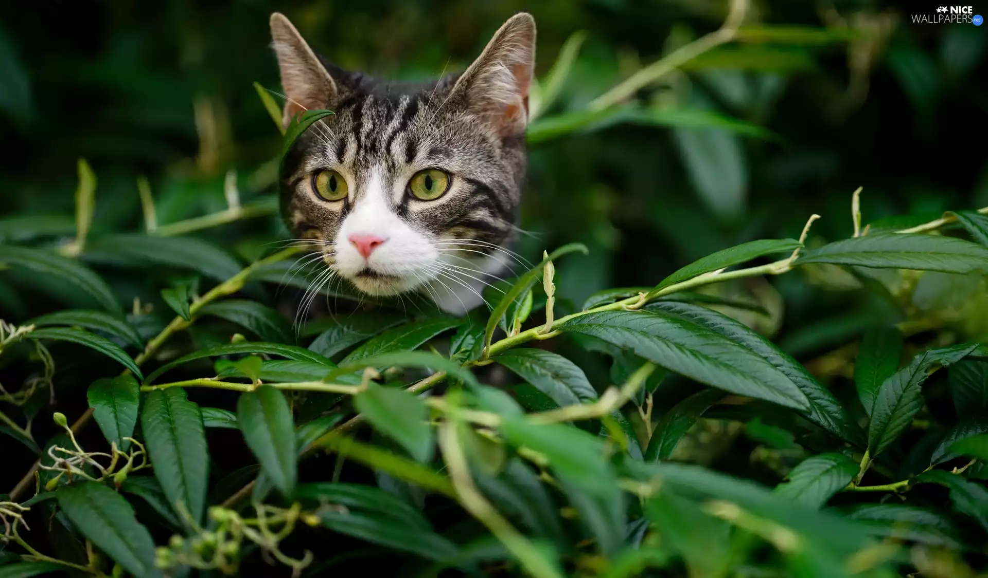 kitten, Twigs, Leaf, Gray
