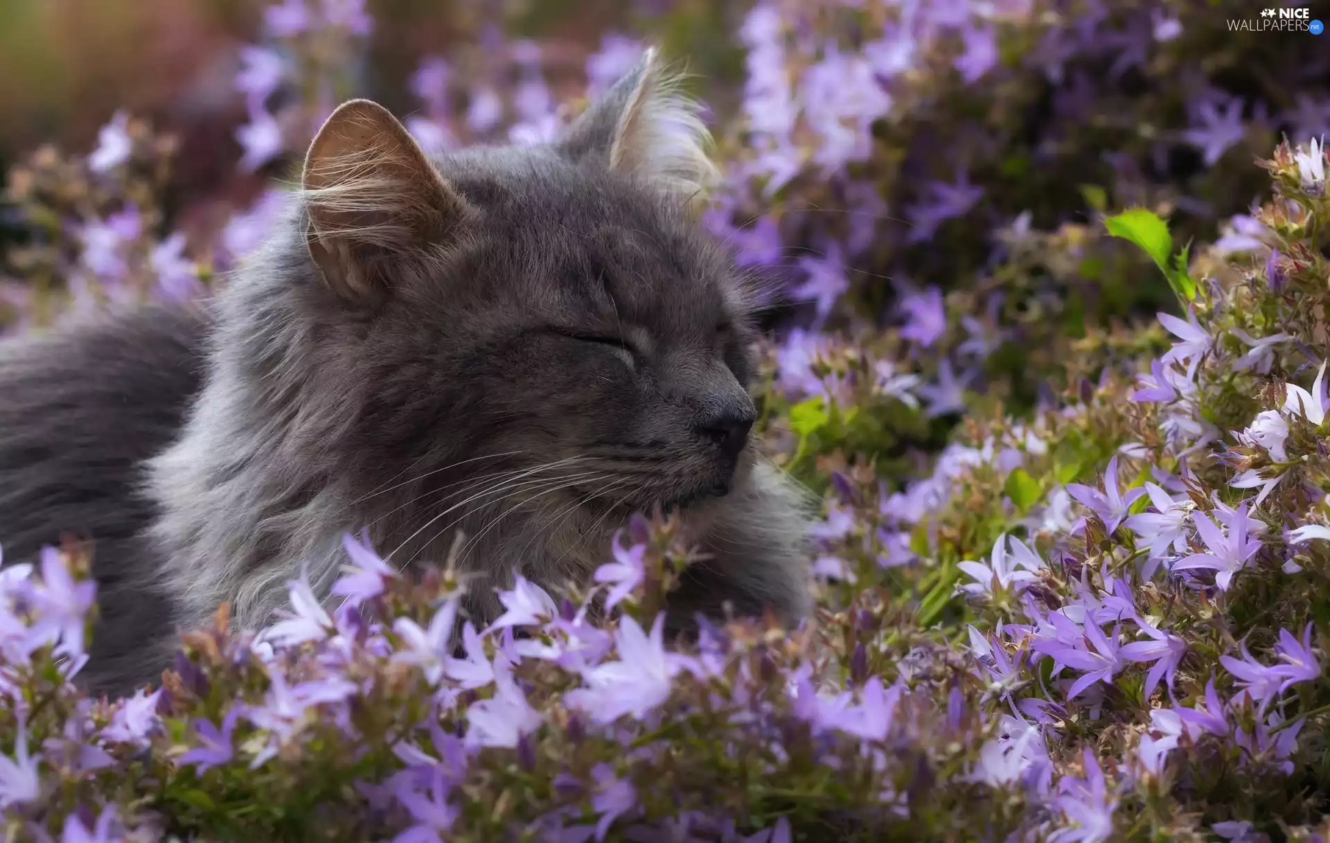 kitten, Flowers, ringtones, Gray