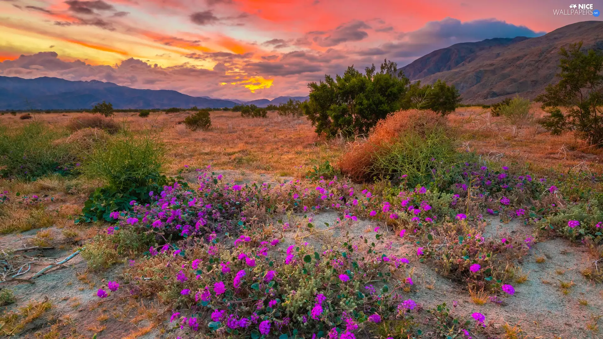 Bush, Mountains, clouds, Great Sunsets, Flowers, plain