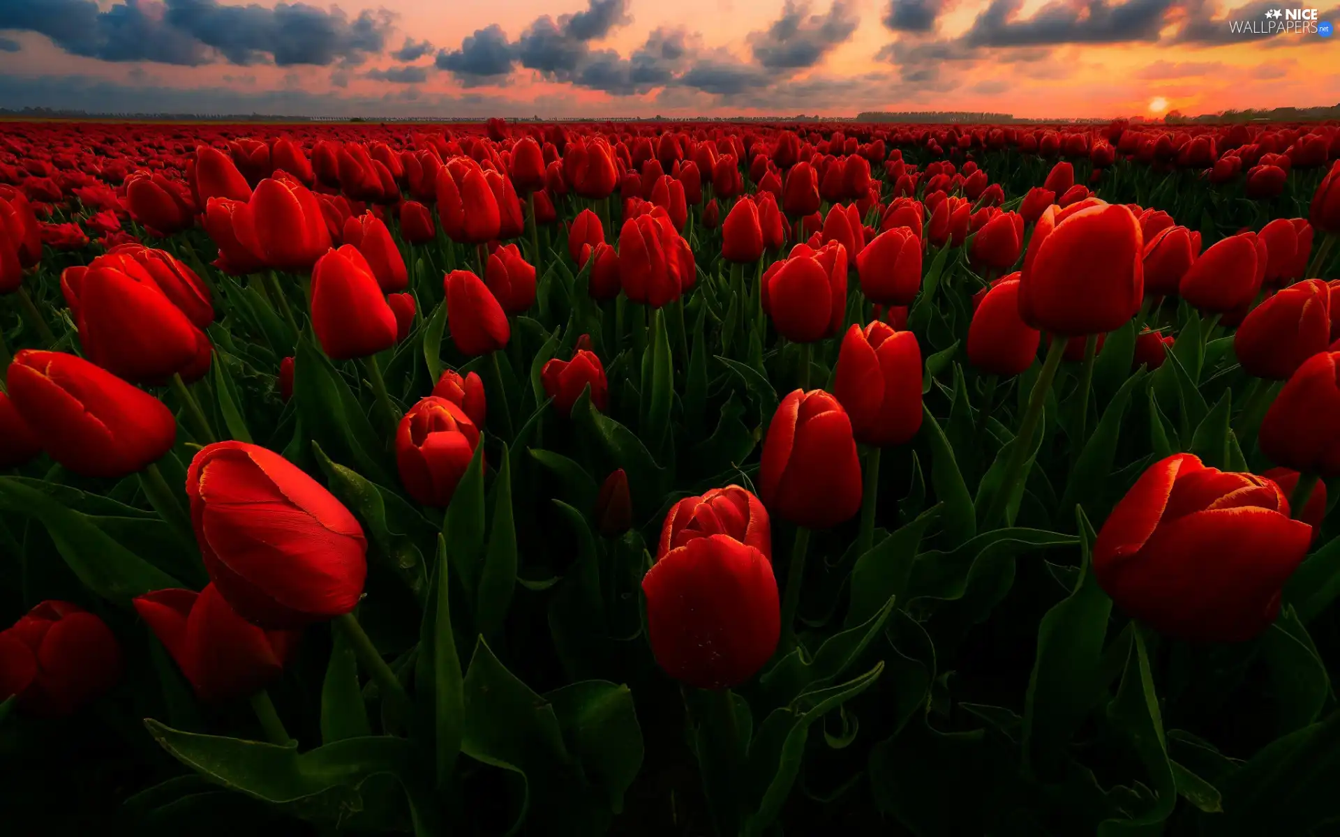 Tulips, Red, clouds, Great Sunsets, Field, Flowers