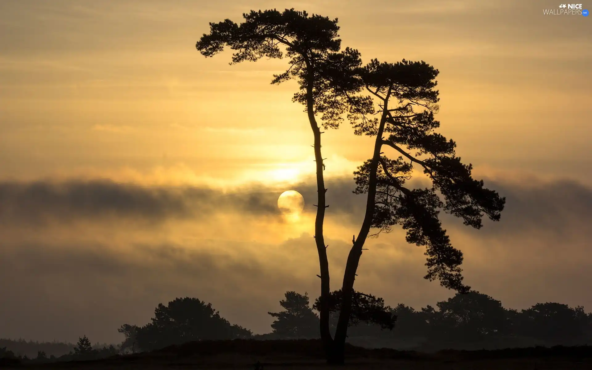 clouds, trees, Great Sunsets