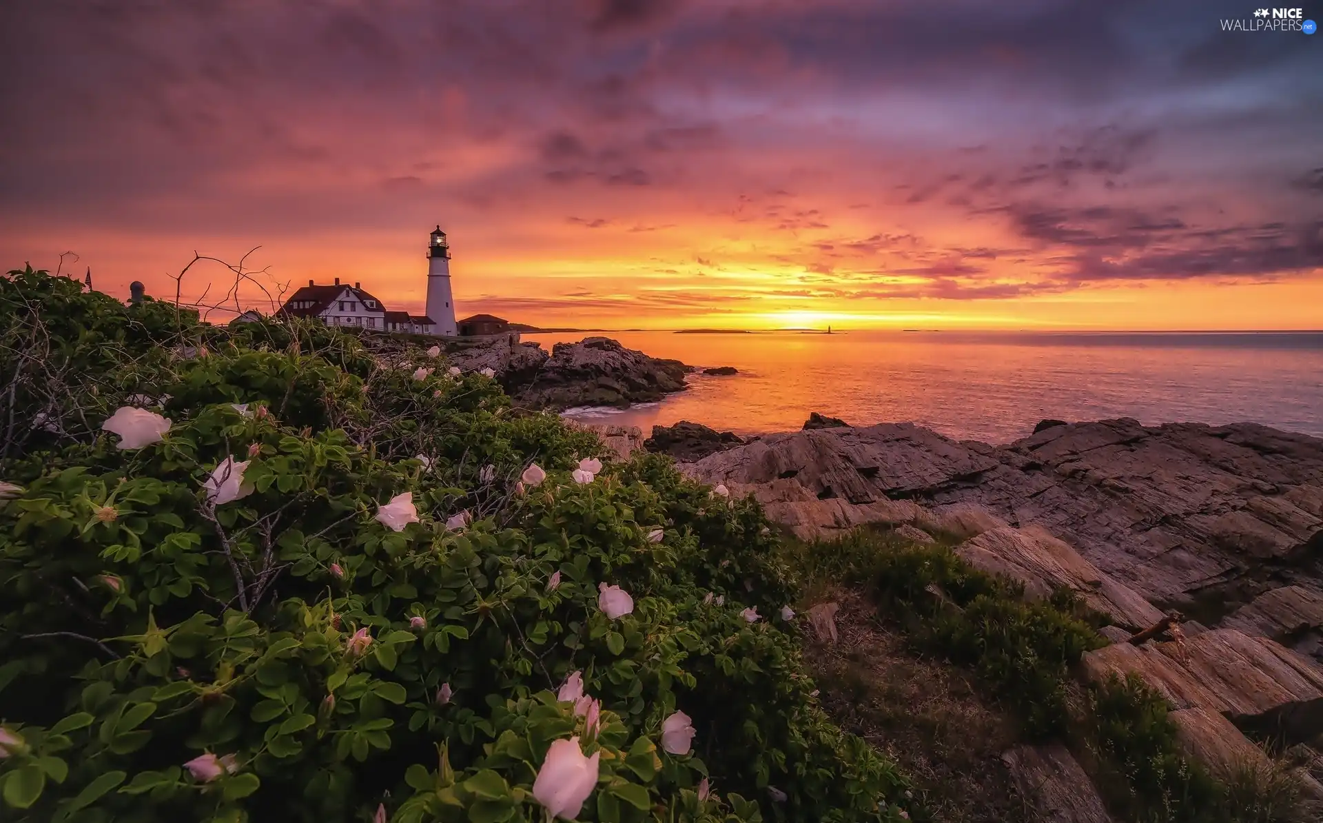 Great Sunsets, Flowers, sea, rocks, Lighthouses