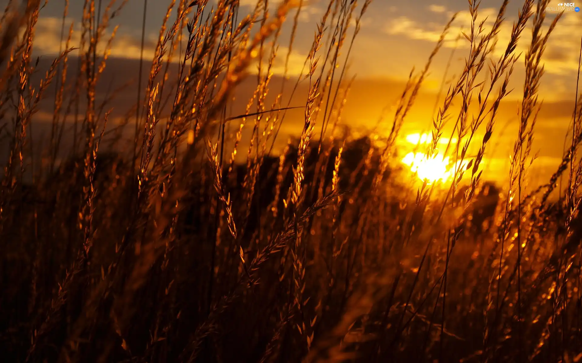 Great Sunsets, grass