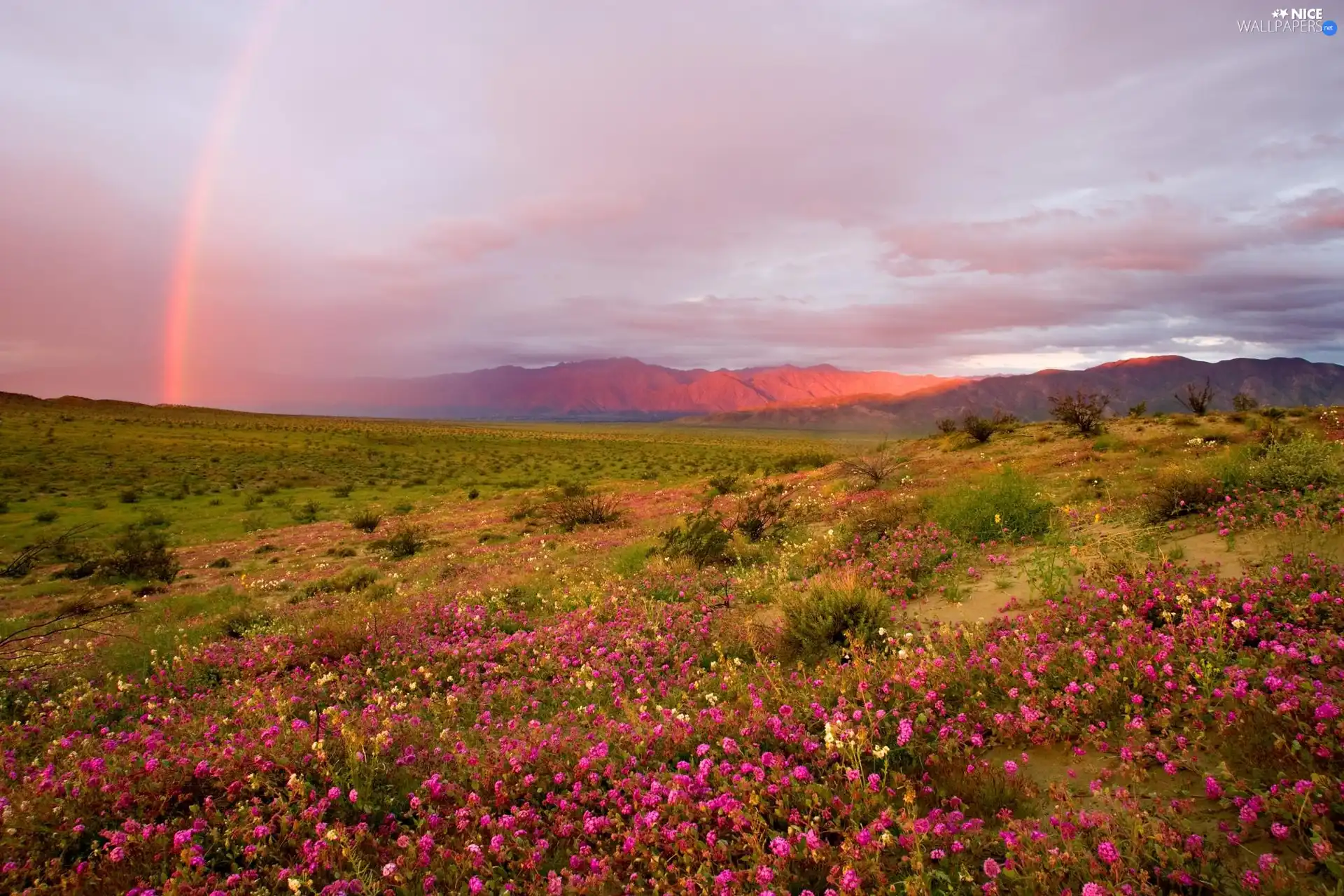 The Hills, Meadow, Great Rainbows