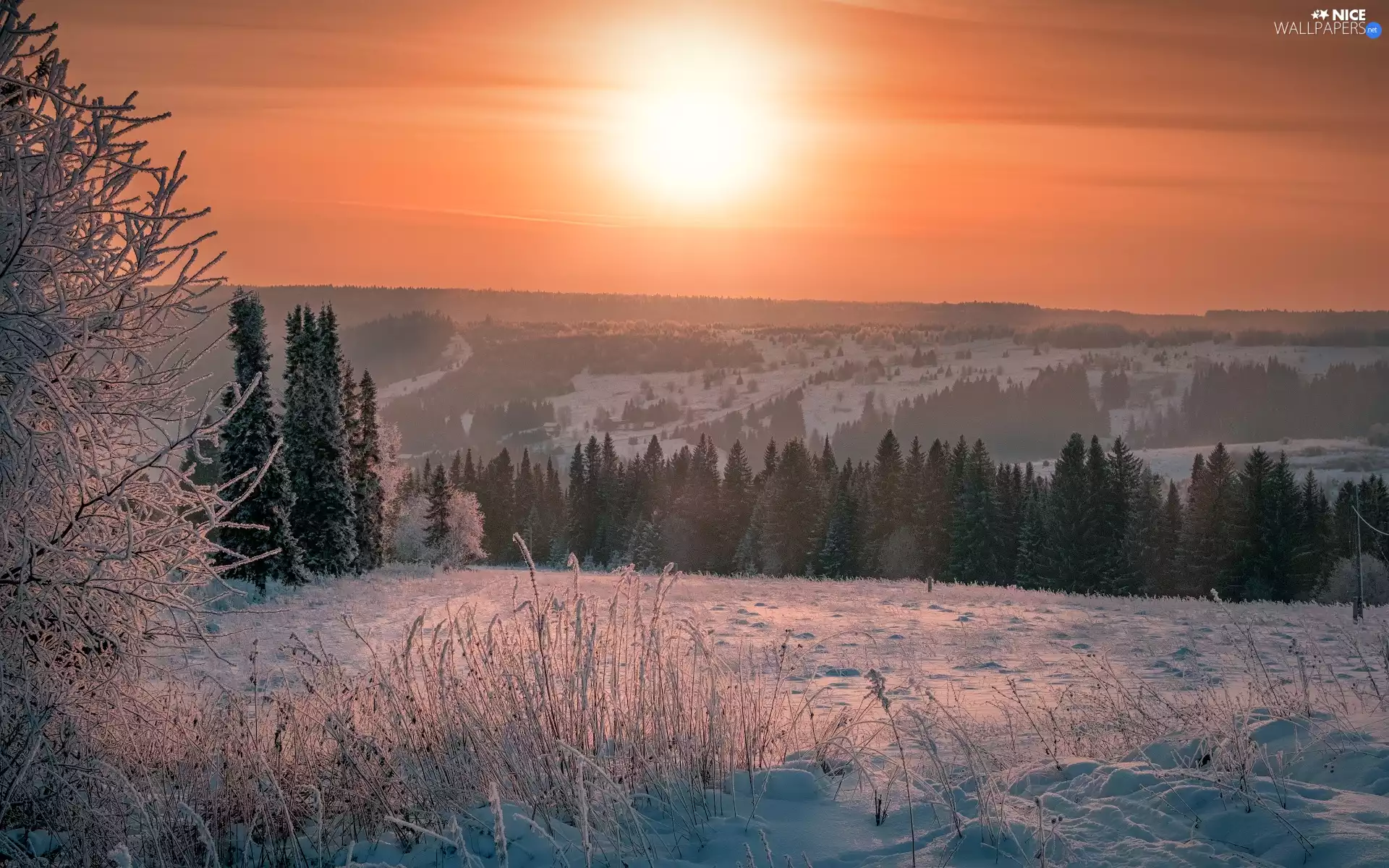 viewes, winter, Plants, Great Sunsets, frosty, trees