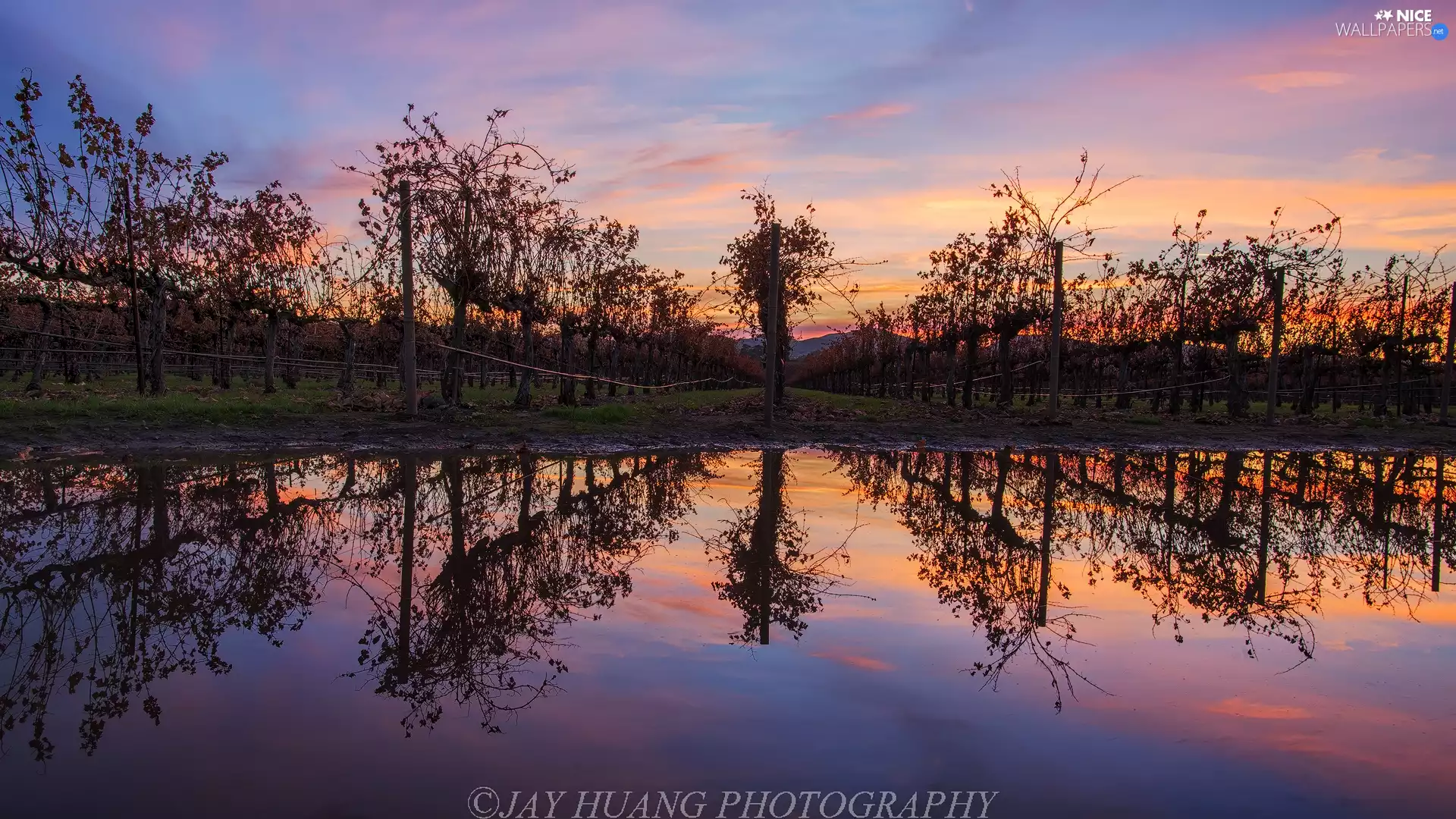 Bush, vineyards, reflection, Great Sunsets, water, Vines
