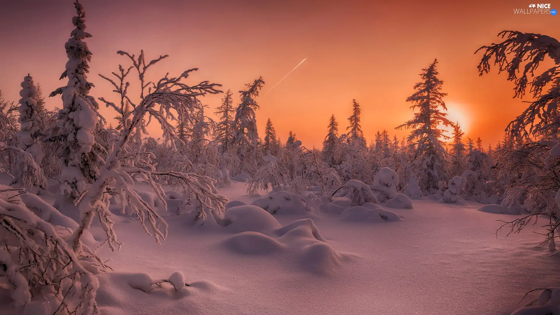 trees, winter, snow, Great Sunsets, viewes, forest