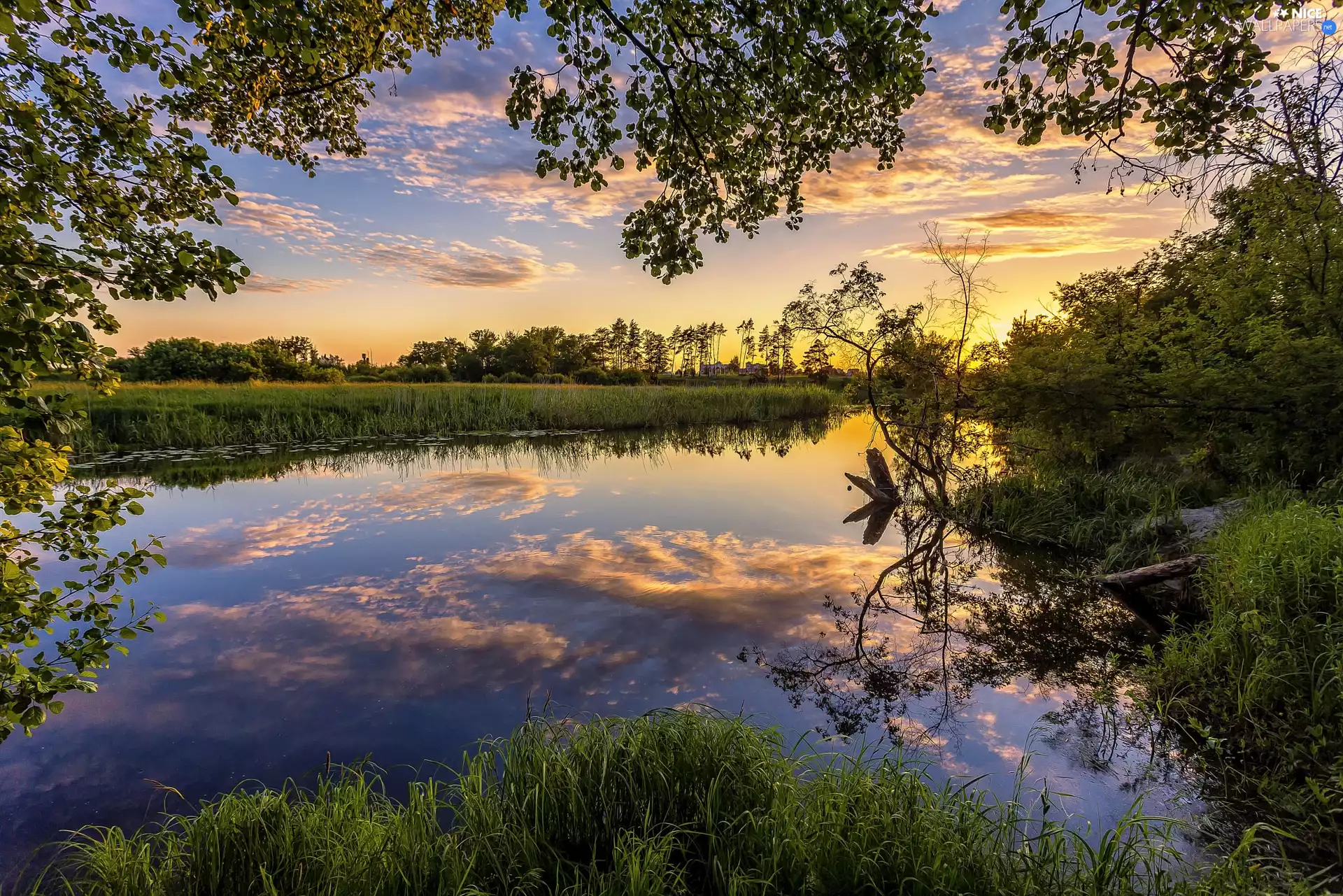 rushes, lake, grass, trees, branch pics, Great Sunsets, summer, clouds, viewes