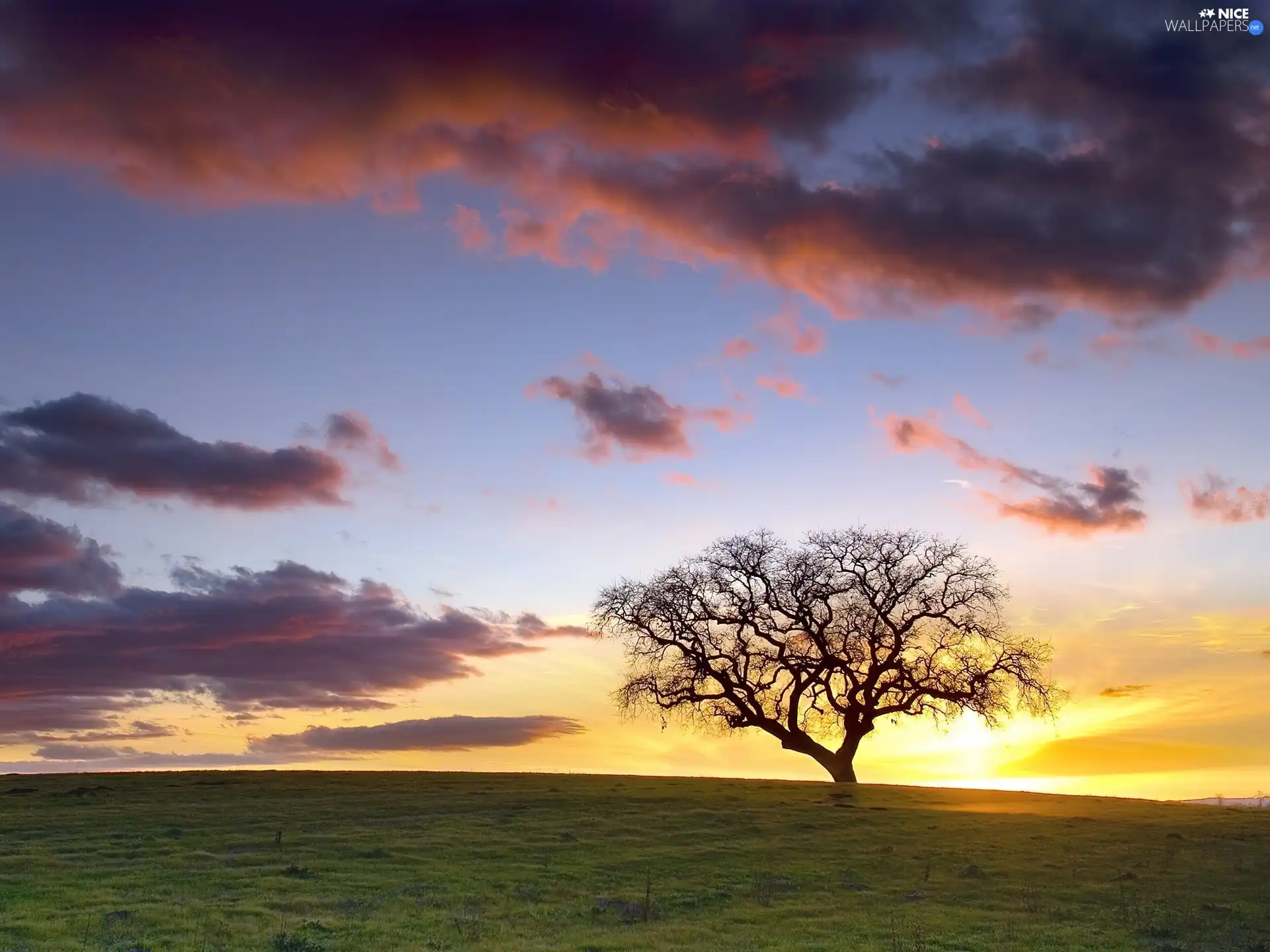 trees, clouds, Great Sunsets, Meadow