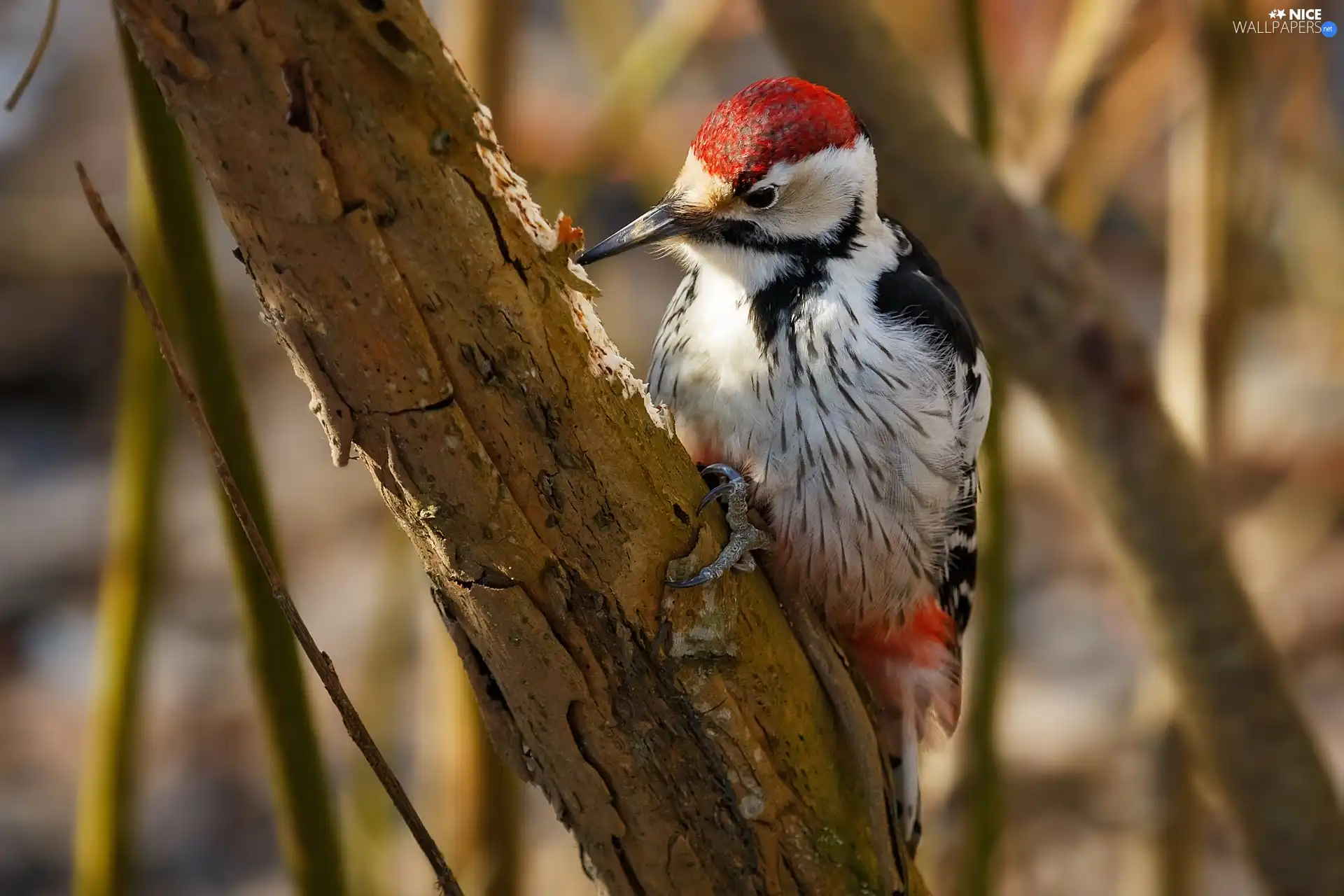 Great Woodpecker, trees