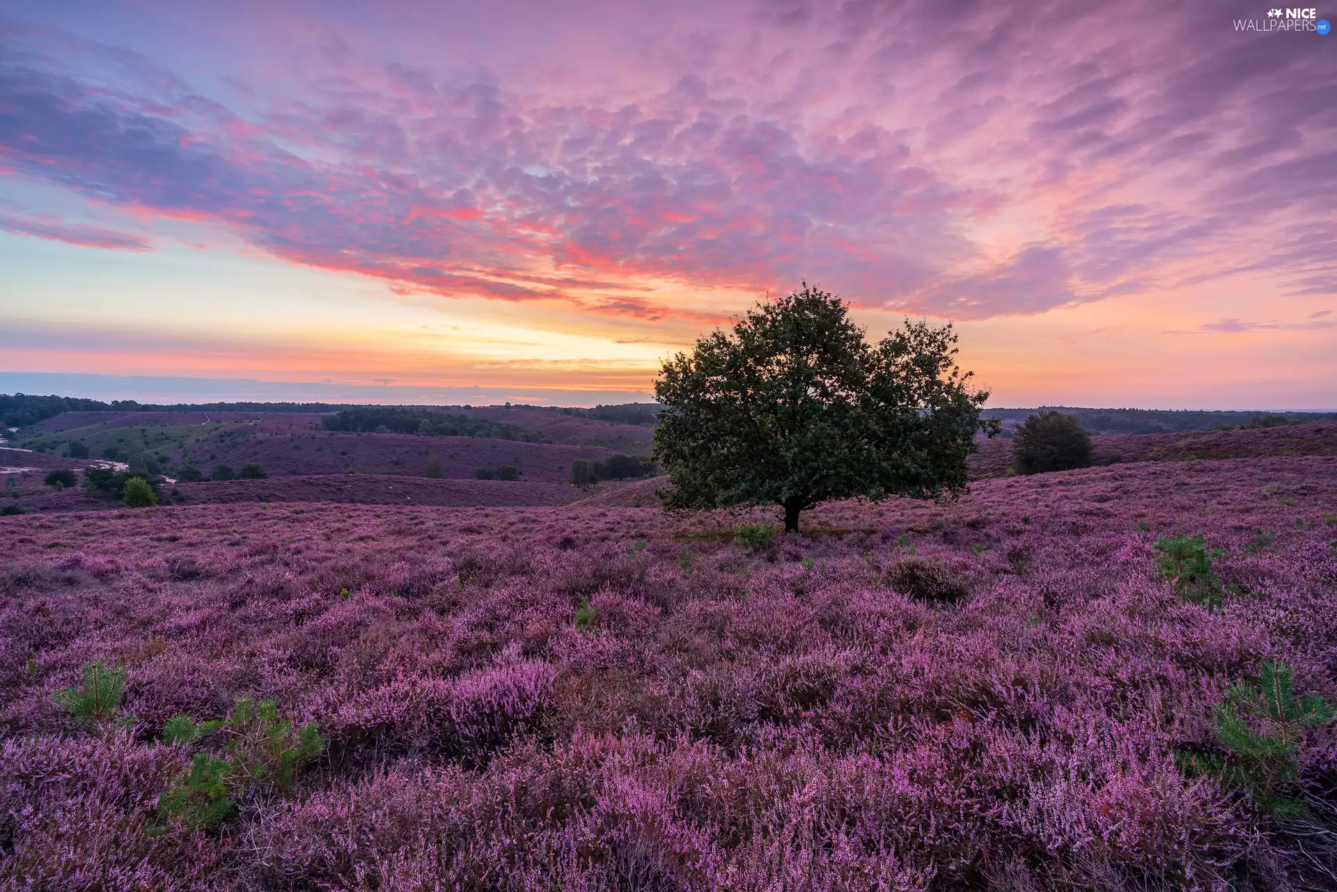 heathers, trees, Netherlands, Great Sunsets, Province of Gelderland, heath, Veluwezoom National Park, clouds
