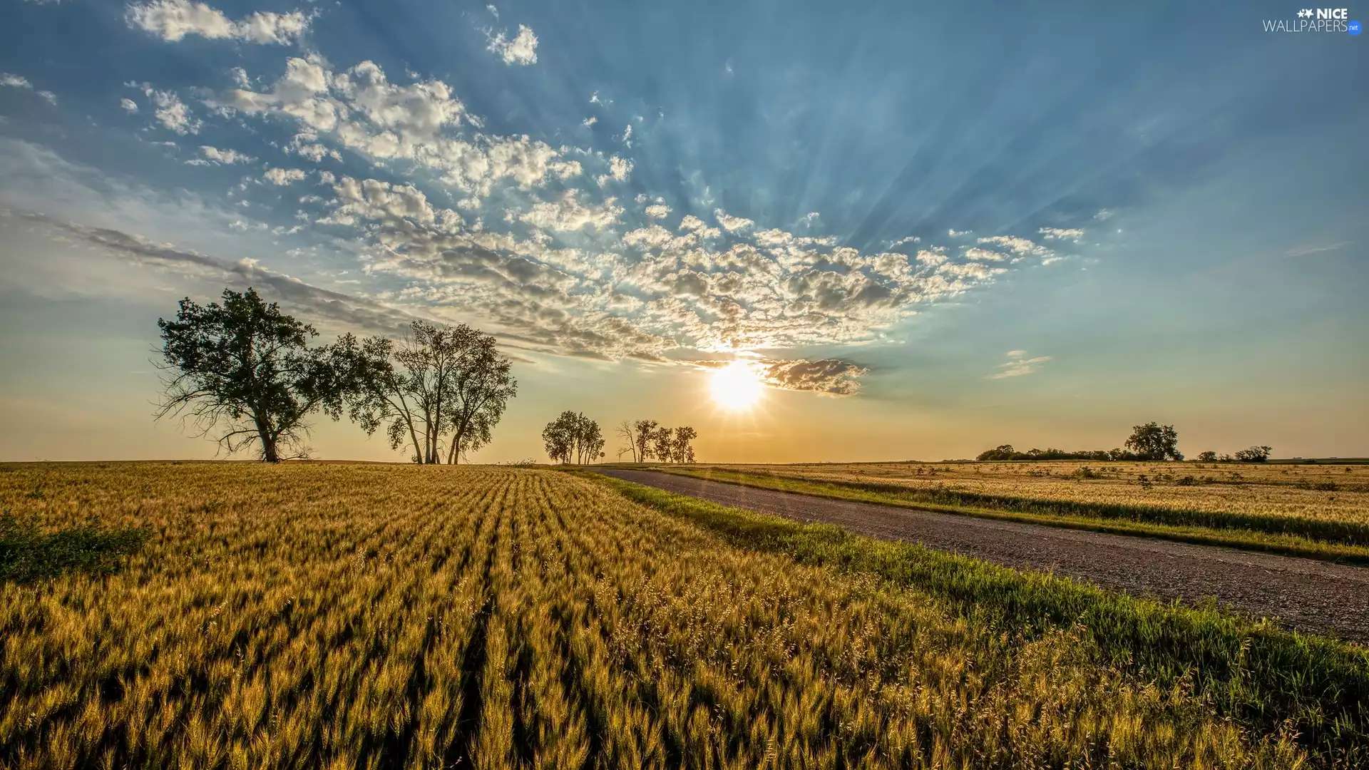 Way, Field, viewes, Great Sunsets, trees, corn