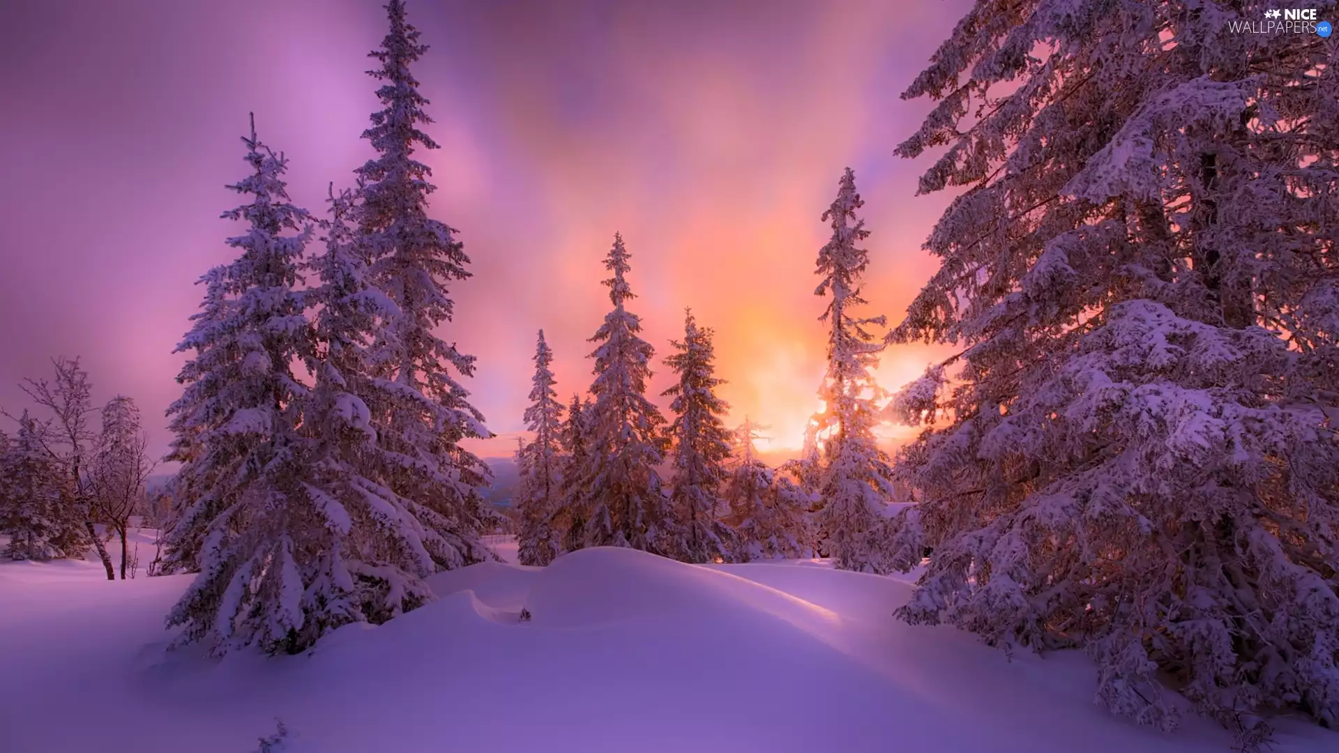 Spruces, winter, viewes, Great Sunsets, trees, Snowy