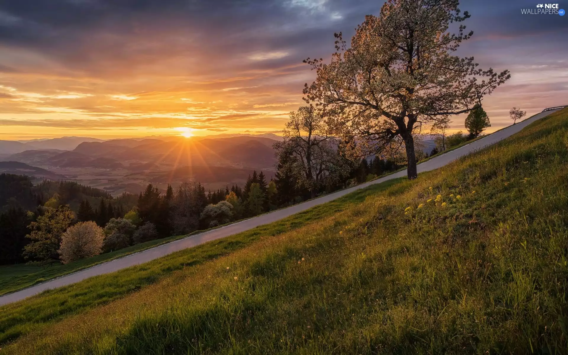 trees, Mountains, Way, Great Sunsets, viewes, forest