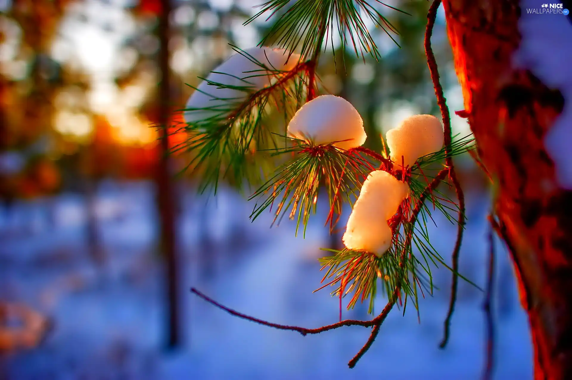 A snow-covered, Great Sunsets, winter, twig