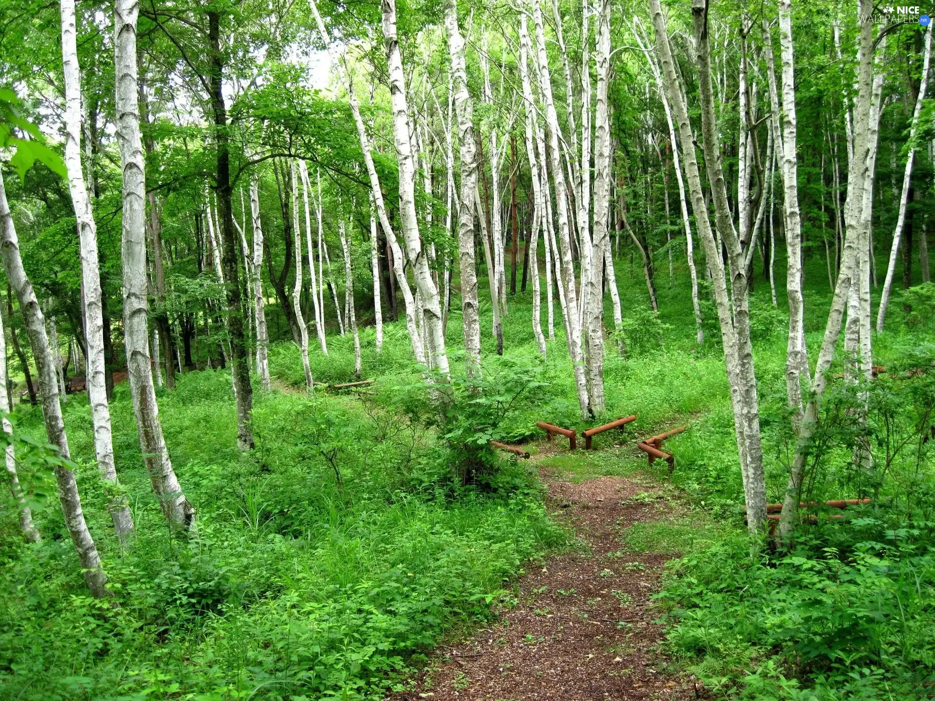 birch, Path, green, grove